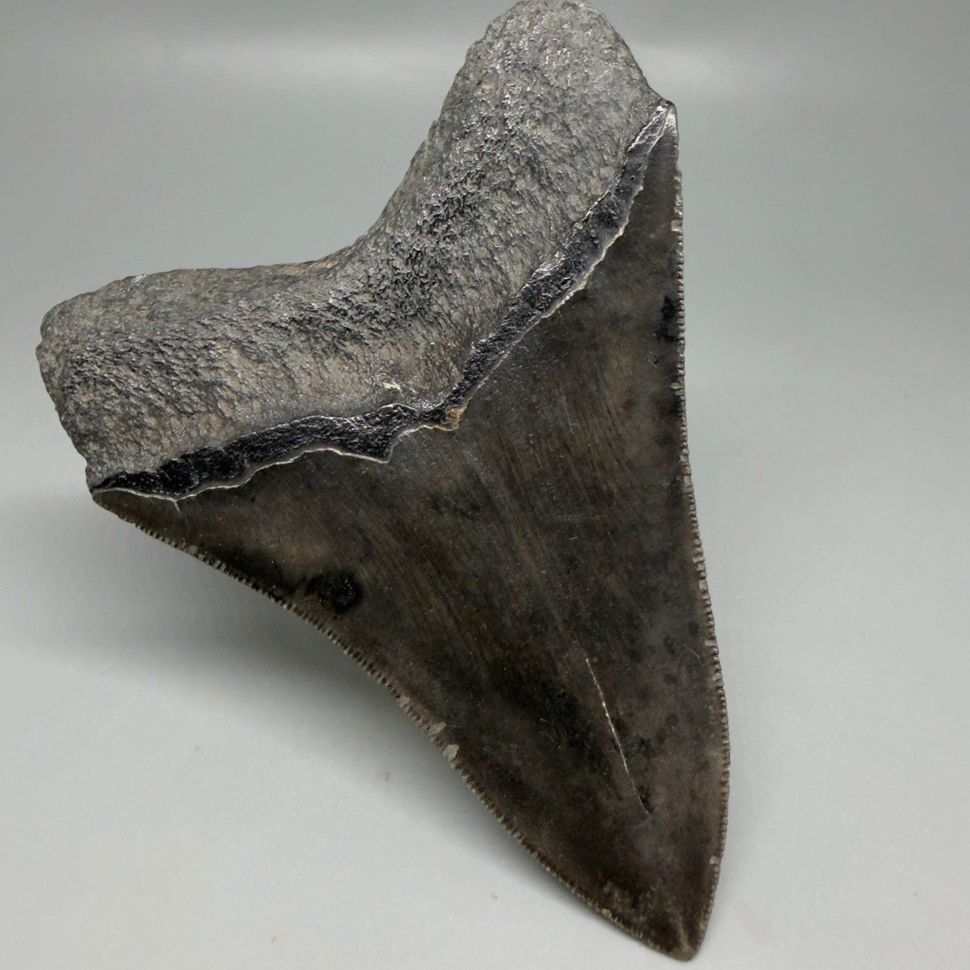 Back Left View Authentic Serrated 4.27" Megalodon Tooth from South Carolina – Great Shape CM6333