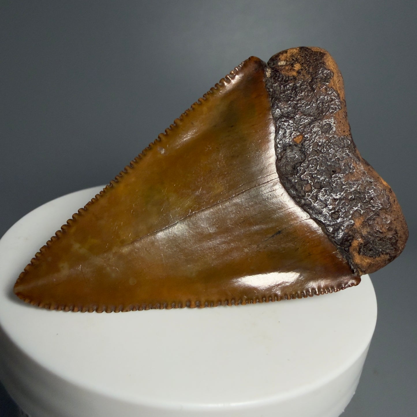 Back Right View Outstanding large size, sharply serrated 2.53" Fossil Great White Tooth for Sale GW1239
