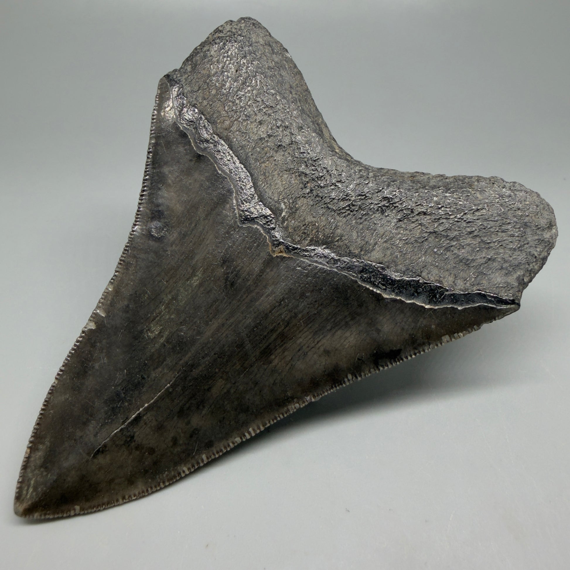 Back Right View Authentic Serrated 4.27" Megalodon Tooth from South Carolina – Great Shape CM6333