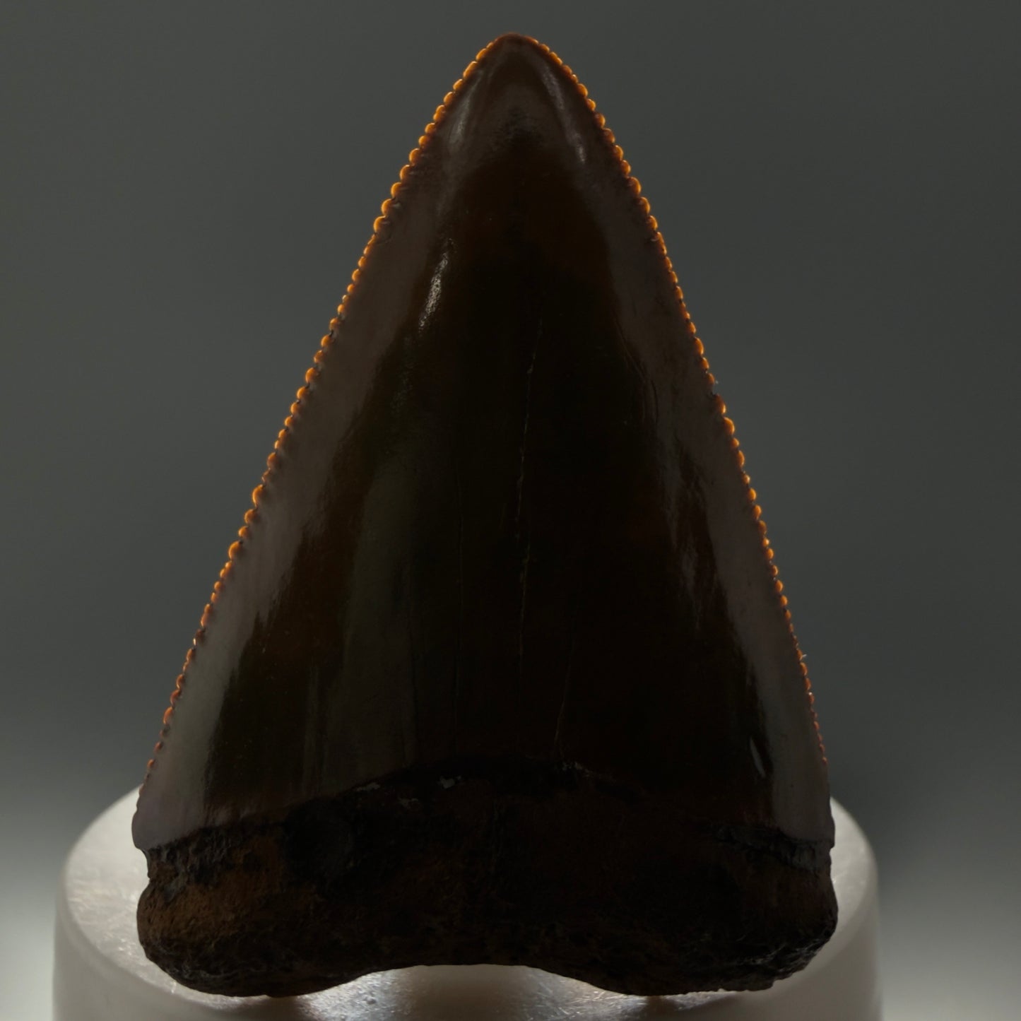 Front View Outstanding large size, sharply serrated 2.53" Fossil Great White Tooth for Sale GW1239 - 2