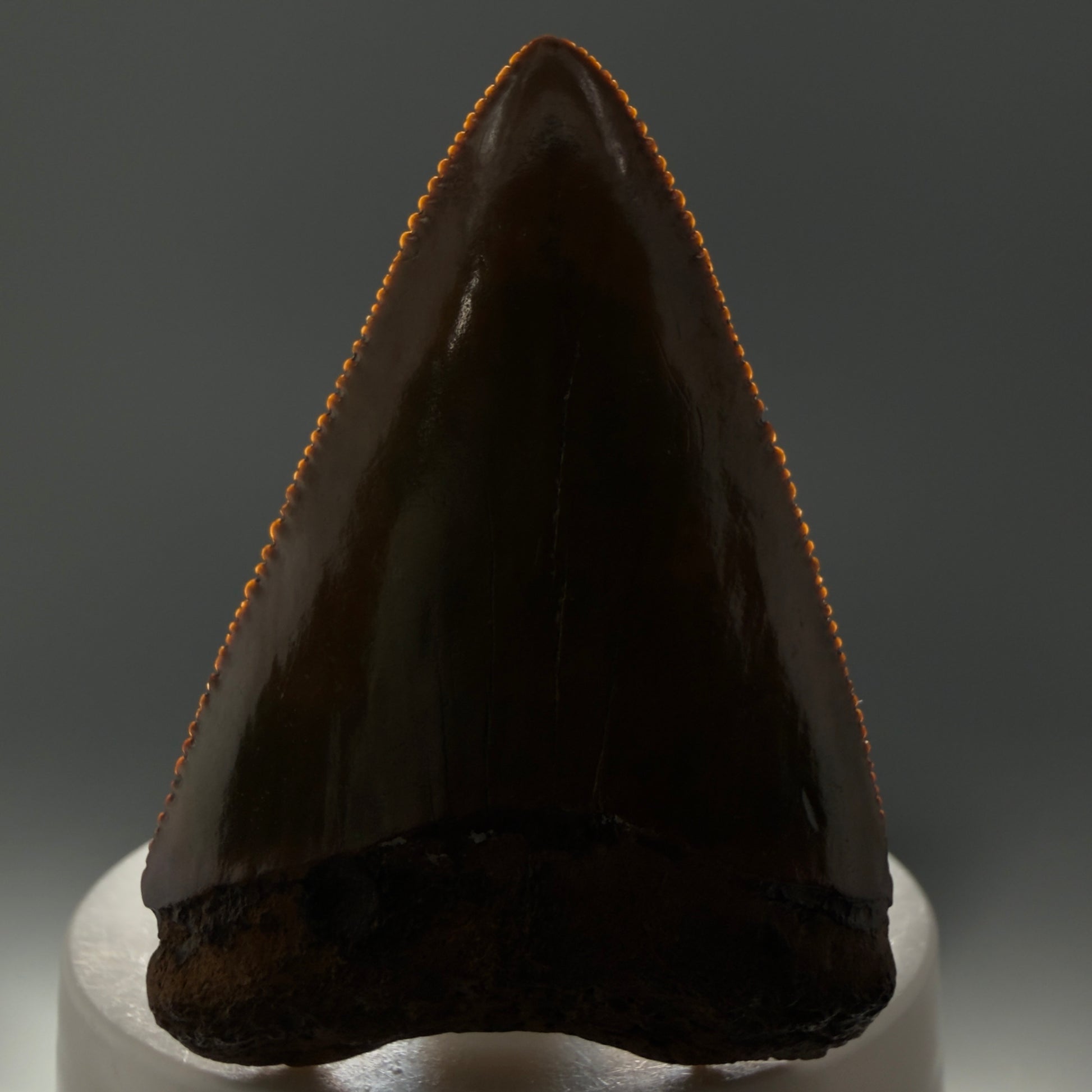 Front View Outstanding large size, sharply serrated 2.53" Fossil Great White Tooth for Sale GW1239 - 2