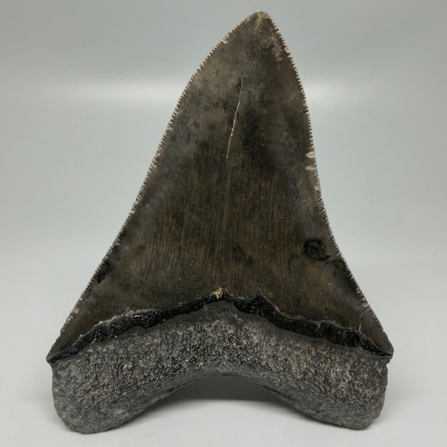 Back View Authentic Serrated 4.27" Megalodon Tooth from South Carolina – Great Shape CM6333