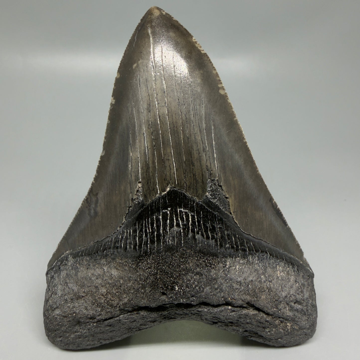 Front View Authentic Serrated 4.27" Megalodon Tooth from South Carolina – Great Shape CM6333 - 1