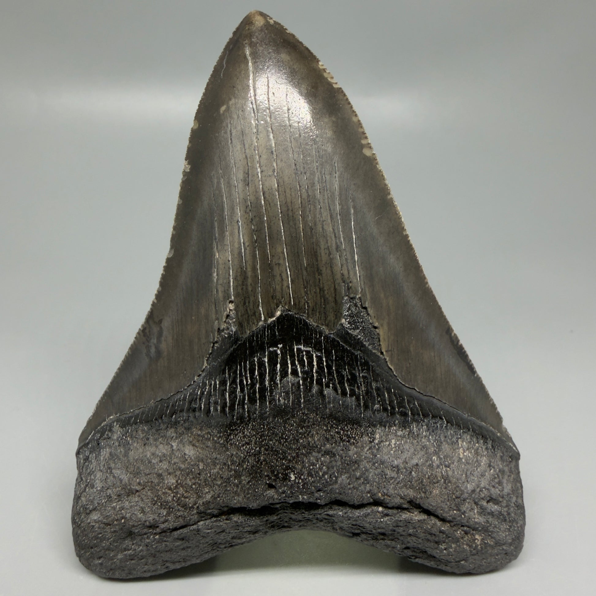 Front View Authentic Serrated 4.27" Megalodon Tooth from South Carolina – Great Shape CM6333 - 1