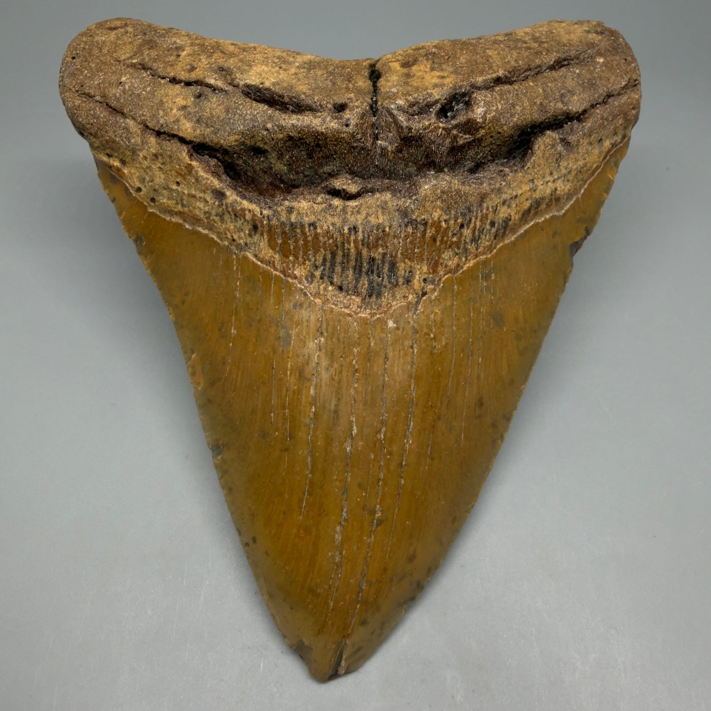 Front View Very Wide Shape 5.48" Authentic Megalodon Tooth – North Carolina Fossil | Carcharocles megalodon CM6322 - 1
