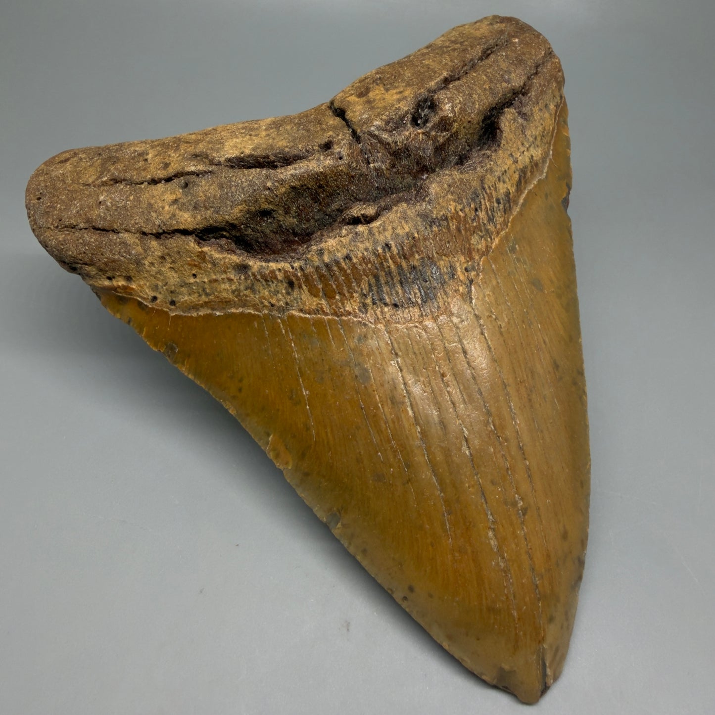 Front Left View Very Wide Shape 5.48" Authentic Megalodon Tooth – North Carolina Fossil | Carcharocles megalodon CM6322