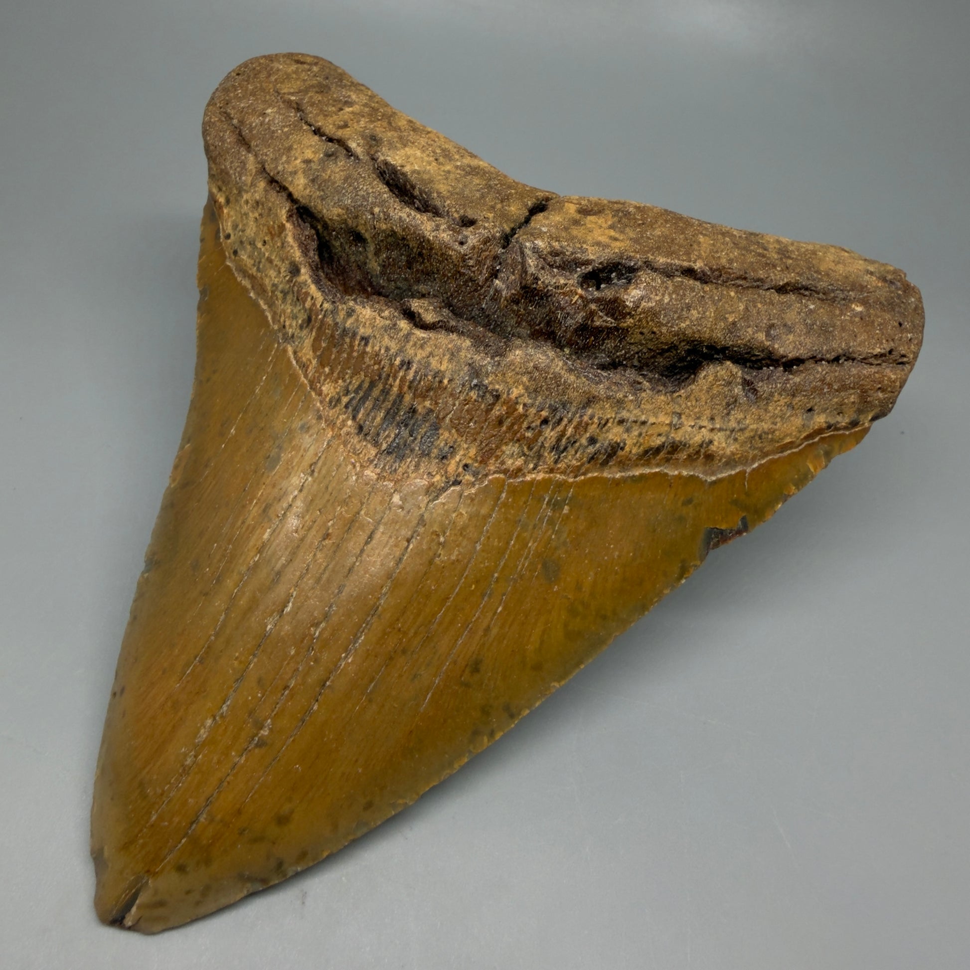 Front Right View Very Wide Shape 5.48" Authentic Megalodon Tooth – North Carolina Fossil | Carcharocles megalodon CM6322