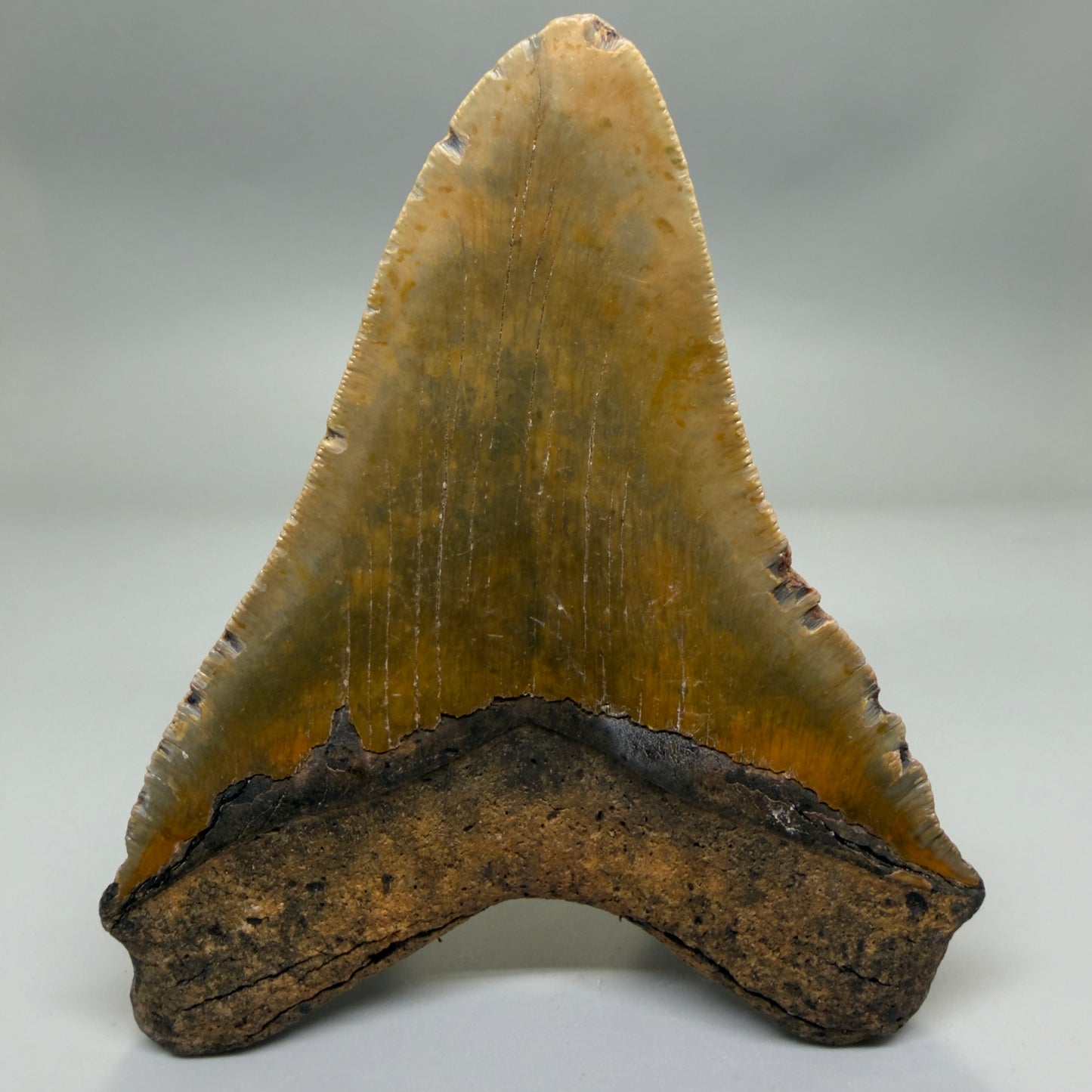 Back View Colorful 5.48" Authentic Megalodon Tooth – North Carolina Fossil | Carcharocles megalodon CM6323
