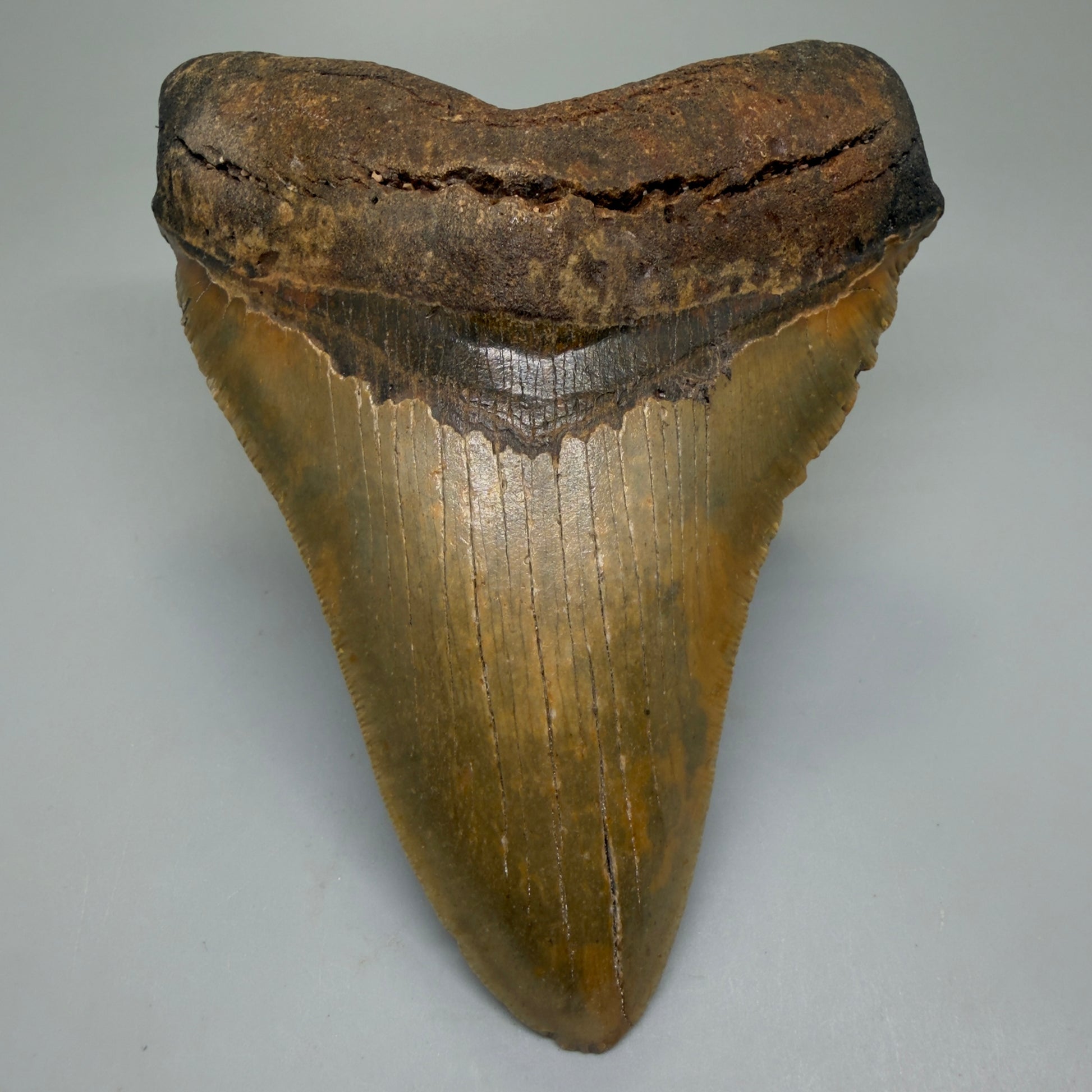 Front View Colorful 5.48" Authentic Megalodon Tooth – North Carolina Fossil | Carcharocles megalodon CM6323 - 1