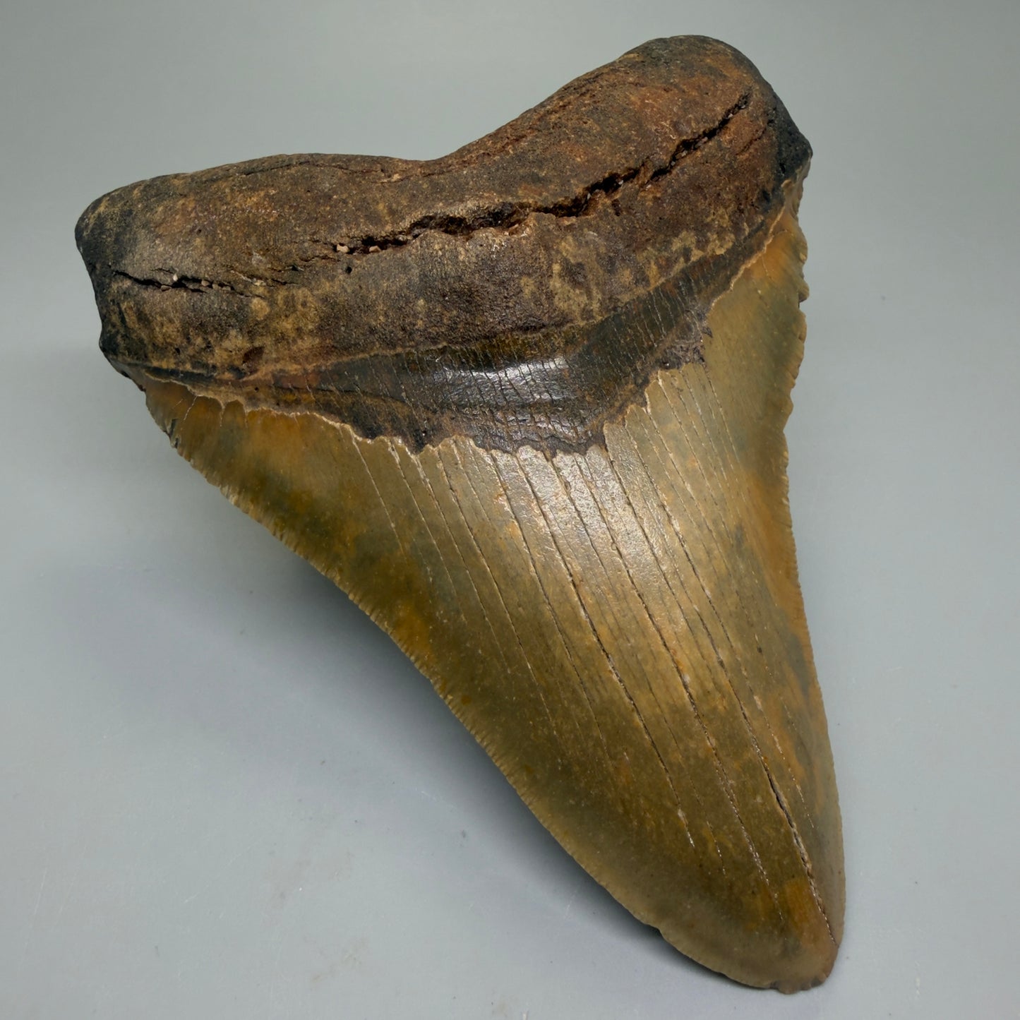 Front Left View Colorful 5.48" Authentic Megalodon Tooth – North Carolina Fossil | Carcharocles megalodon CM6323