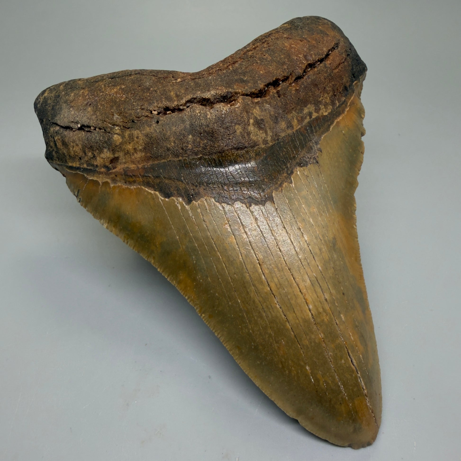 Front Left View Colorful 5.48" Authentic Megalodon Tooth – North Carolina Fossil | Carcharocles megalodon CM6323