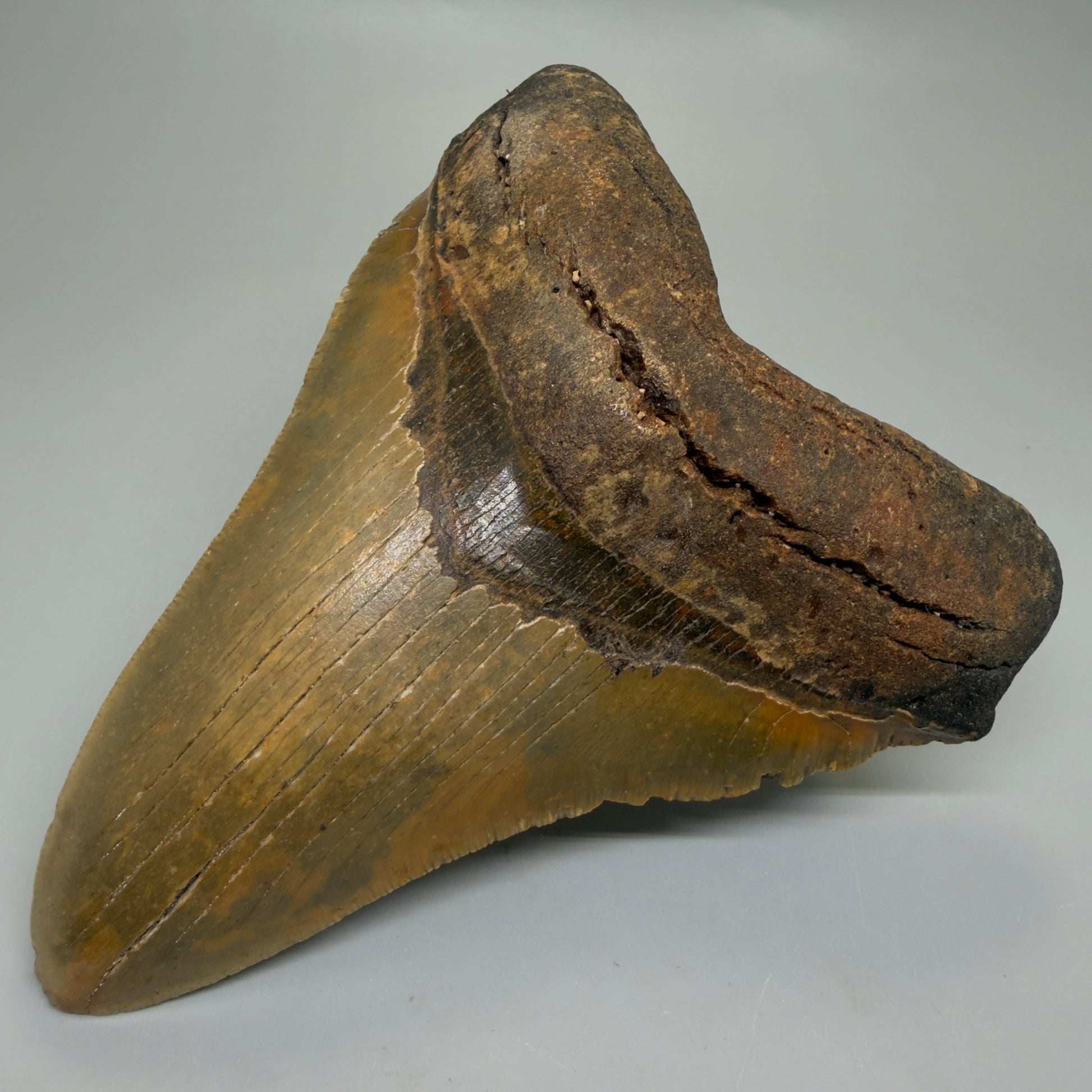 Front Right View Colorful 5.48" Authentic Megalodon Tooth – North Carolina Fossil | Carcharocles megalodon CM6323