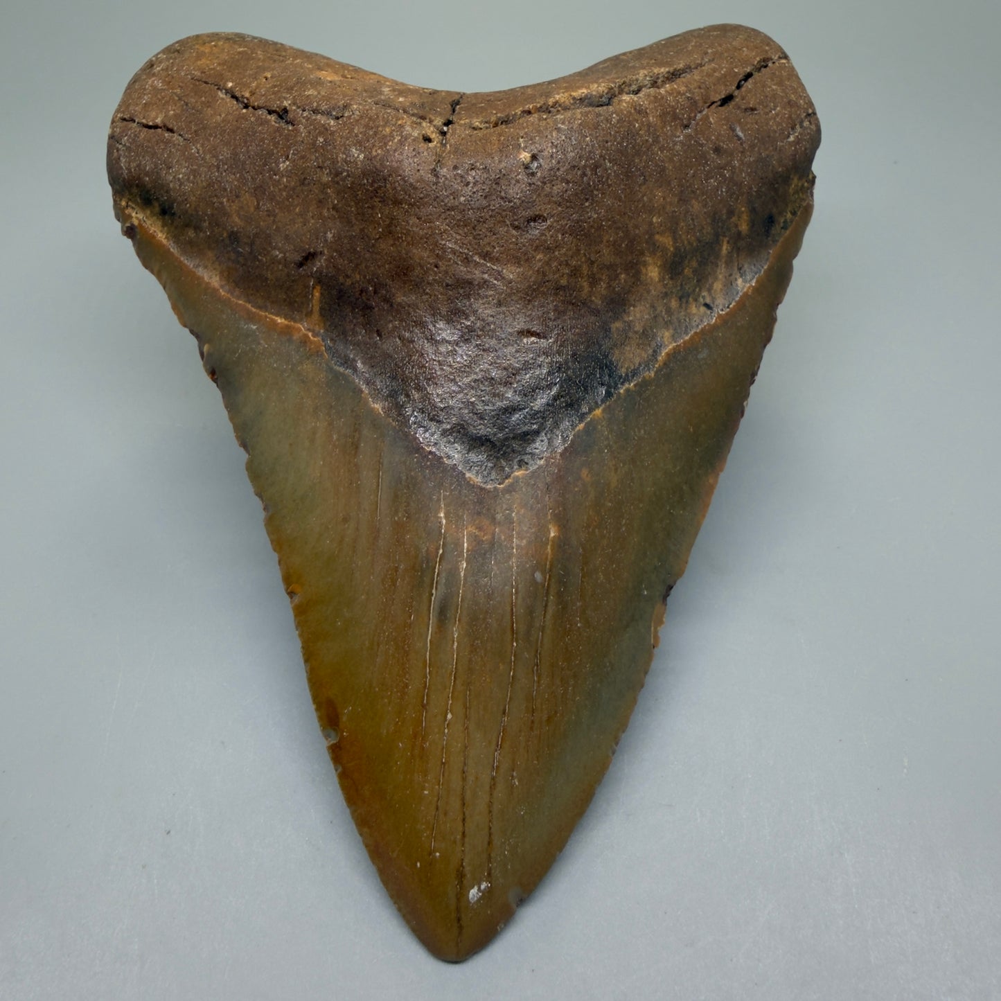 Front View Colorful 5.46" Authentic Megalodon Tooth – North Carolina Fossil | Carcharocles megalodon CM6321 - 1