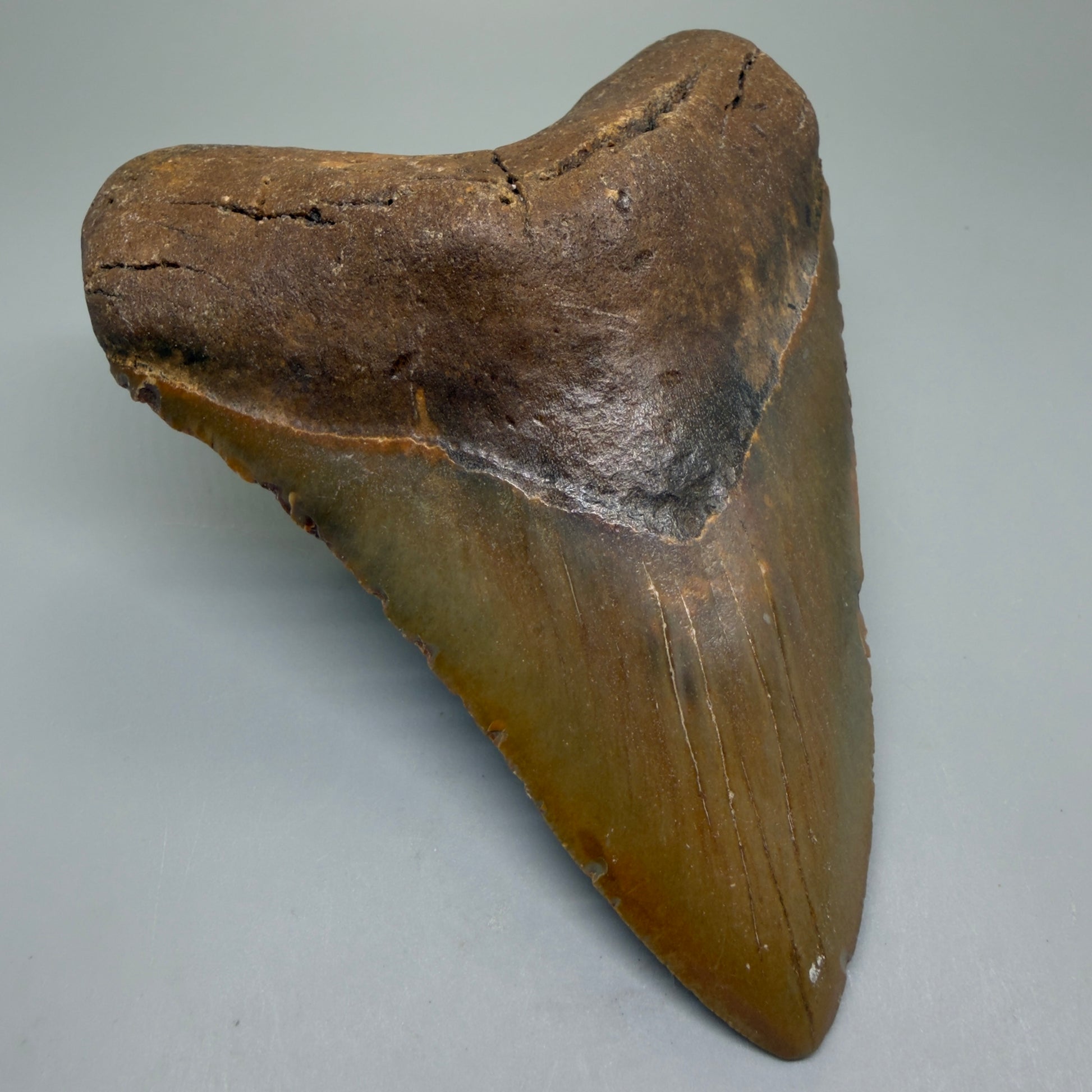 Front Left View Colorful 5.46" Authentic Megalodon Tooth – North Carolina Fossil | Carcharocles megalodon CM6321