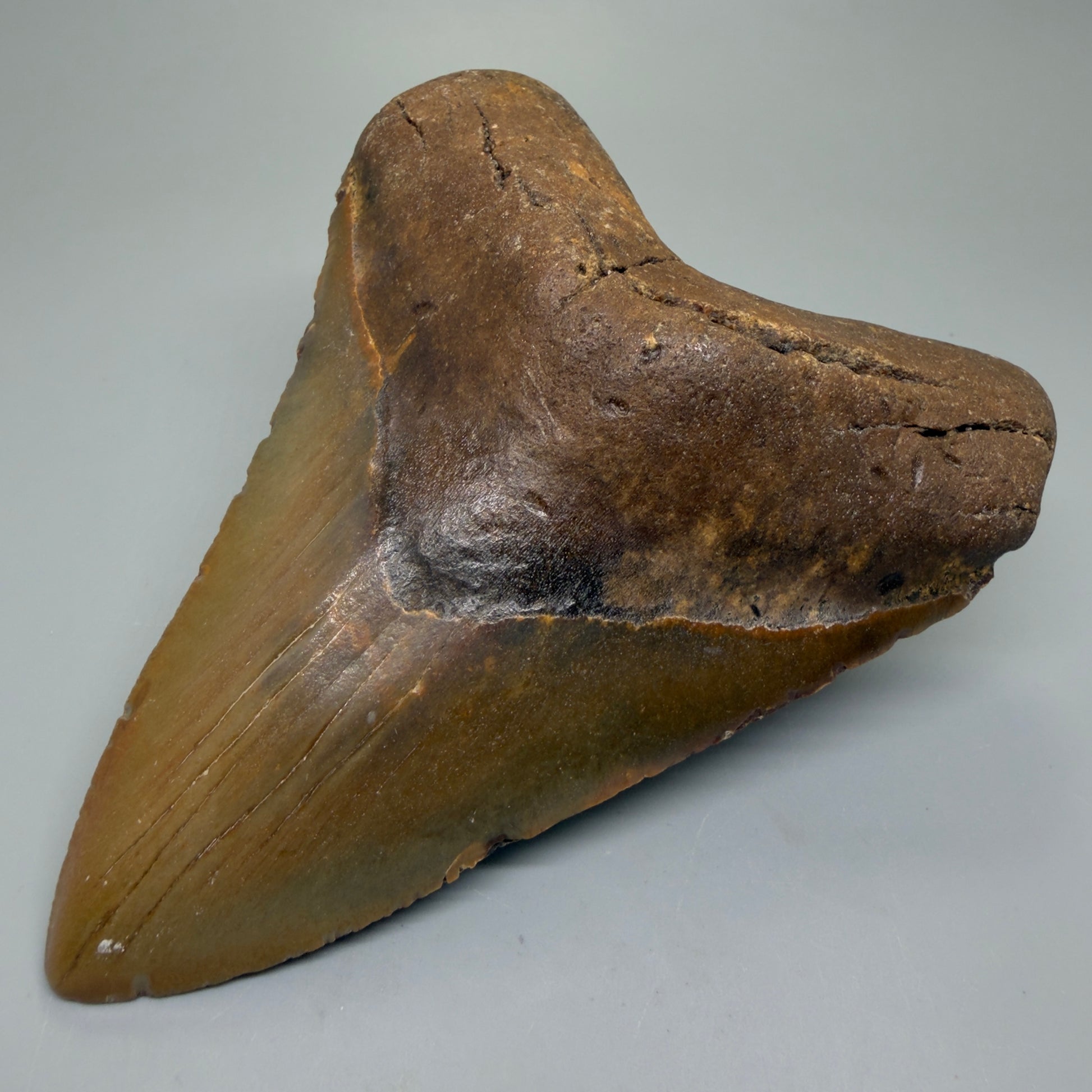 Front Right View Colorful 5.46" Authentic Megalodon Tooth – North Carolina Fossil | Carcharocles megalodon CM6321