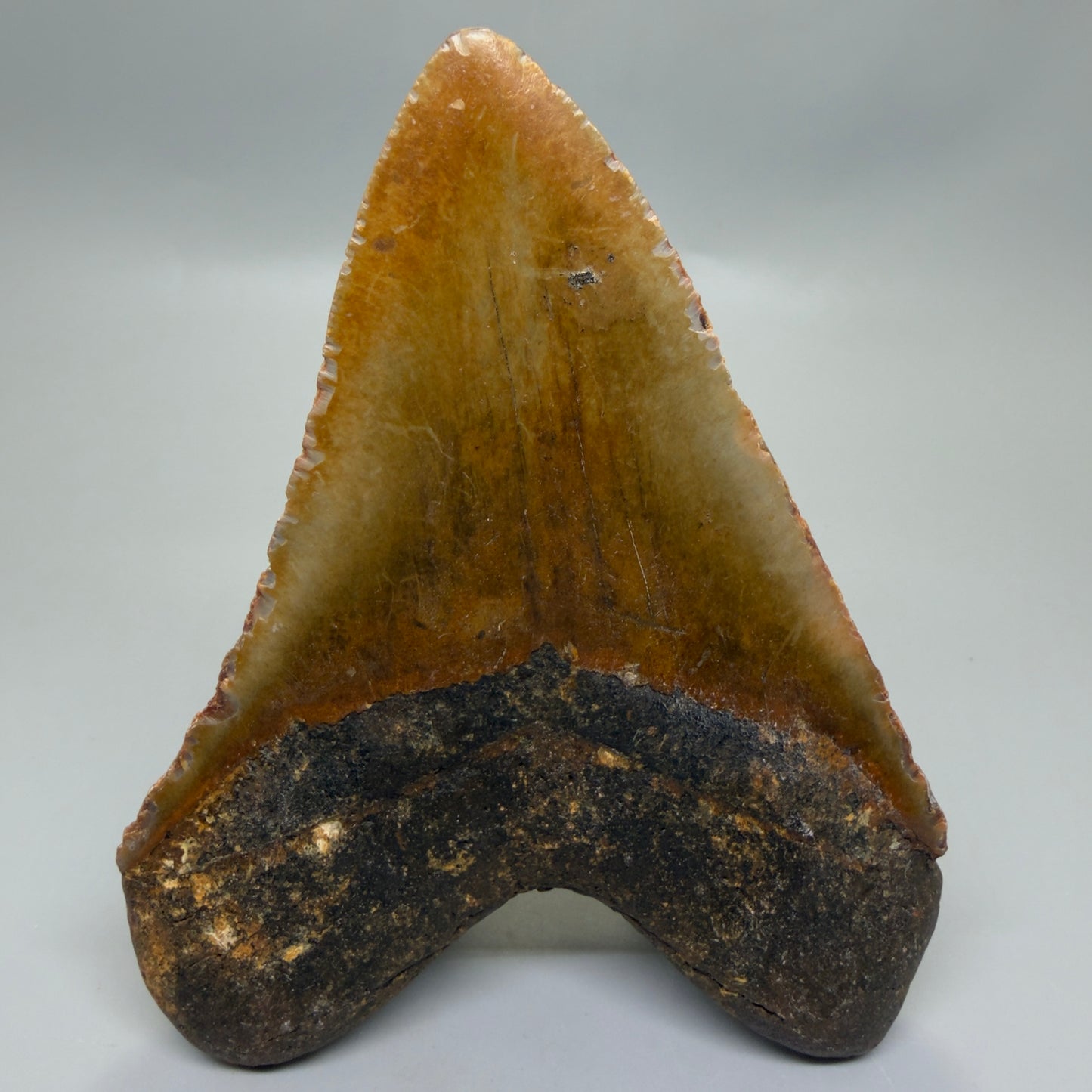 Back View Colorful 5.46" Authentic Megalodon Tooth – North Carolina Fossil | Carcharocles megalodon CM6321
