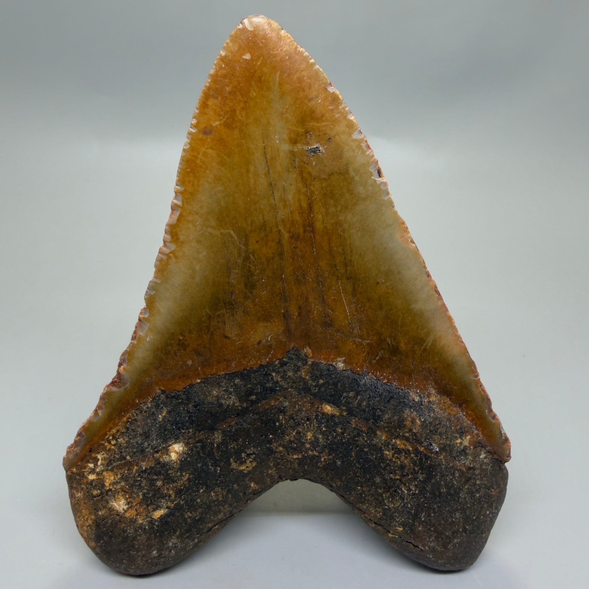 Back View Colorful 5.46" Authentic Megalodon Tooth – North Carolina Fossil | Carcharocles megalodon CM6321