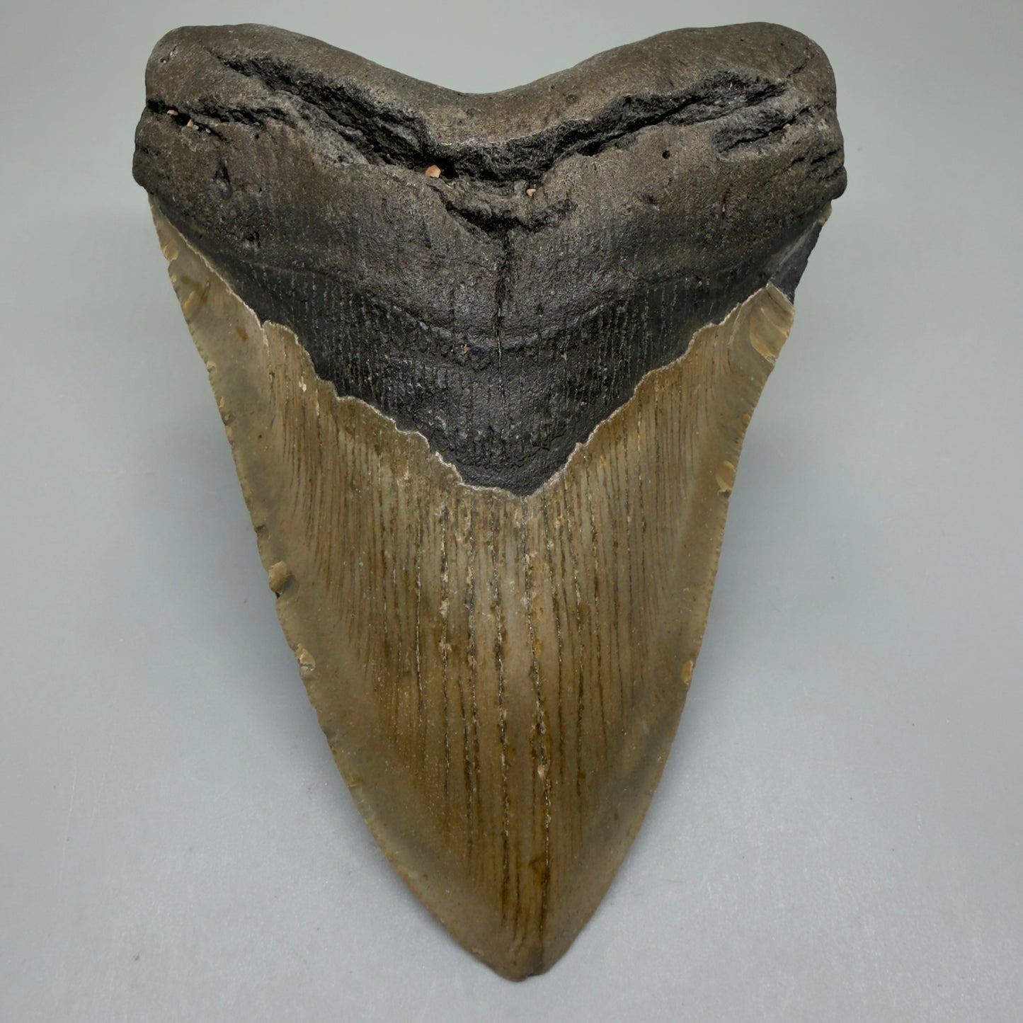 Front View Colorful 5.28" Authentic Megalodon Tooth – North Carolina Fossil | Carcharocles megalodon CM6320 - 1