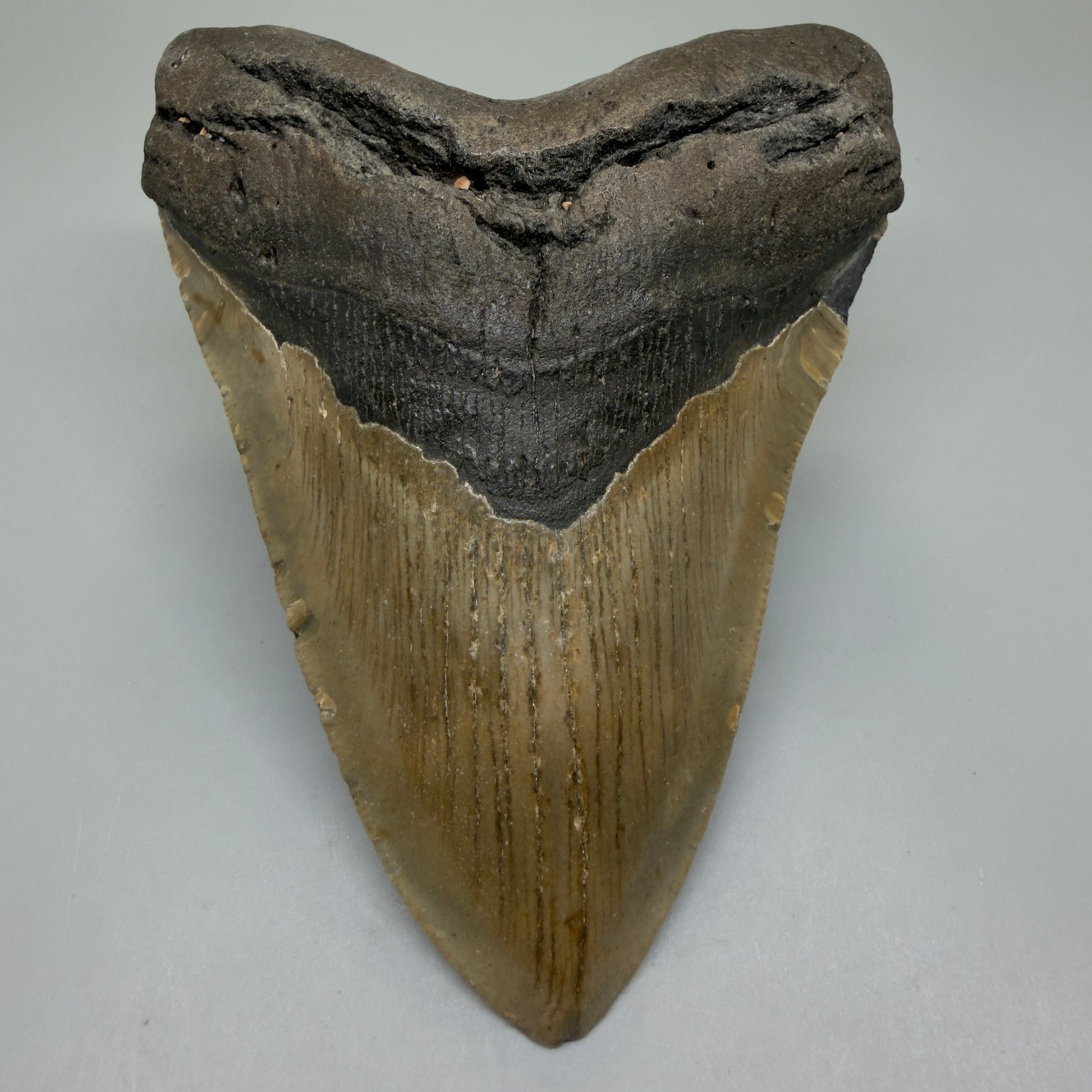 Front View Colorful 5.28" Authentic Megalodon Tooth – North Carolina Fossil | Carcharocles megalodon CM6320 - 1