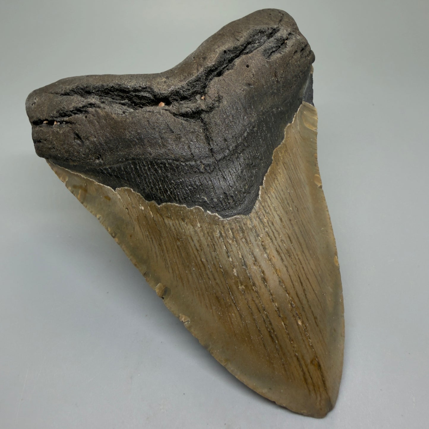Front Left View Colorful 5.28" Authentic Megalodon Tooth – North Carolina Fossil | Carcharocles megalodon CM6320