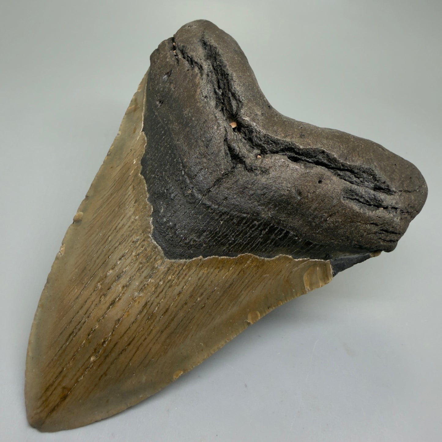 Front Right View Colorful 5.28" Authentic Megalodon Tooth – North Carolina Fossil | Carcharocles megalodon CM6320