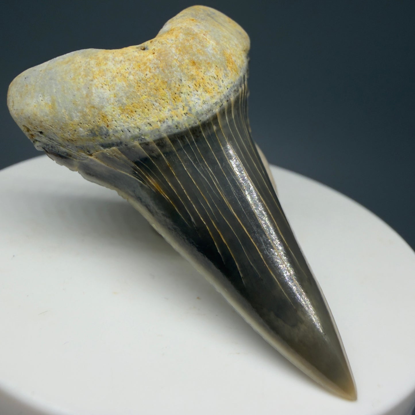 Front Left View Stunning, high quality 2.00" long Fossil Transitional Great White - Carcharodon hubbelli Tooth from Peru | Authentic Fossil for Sale GW1236
