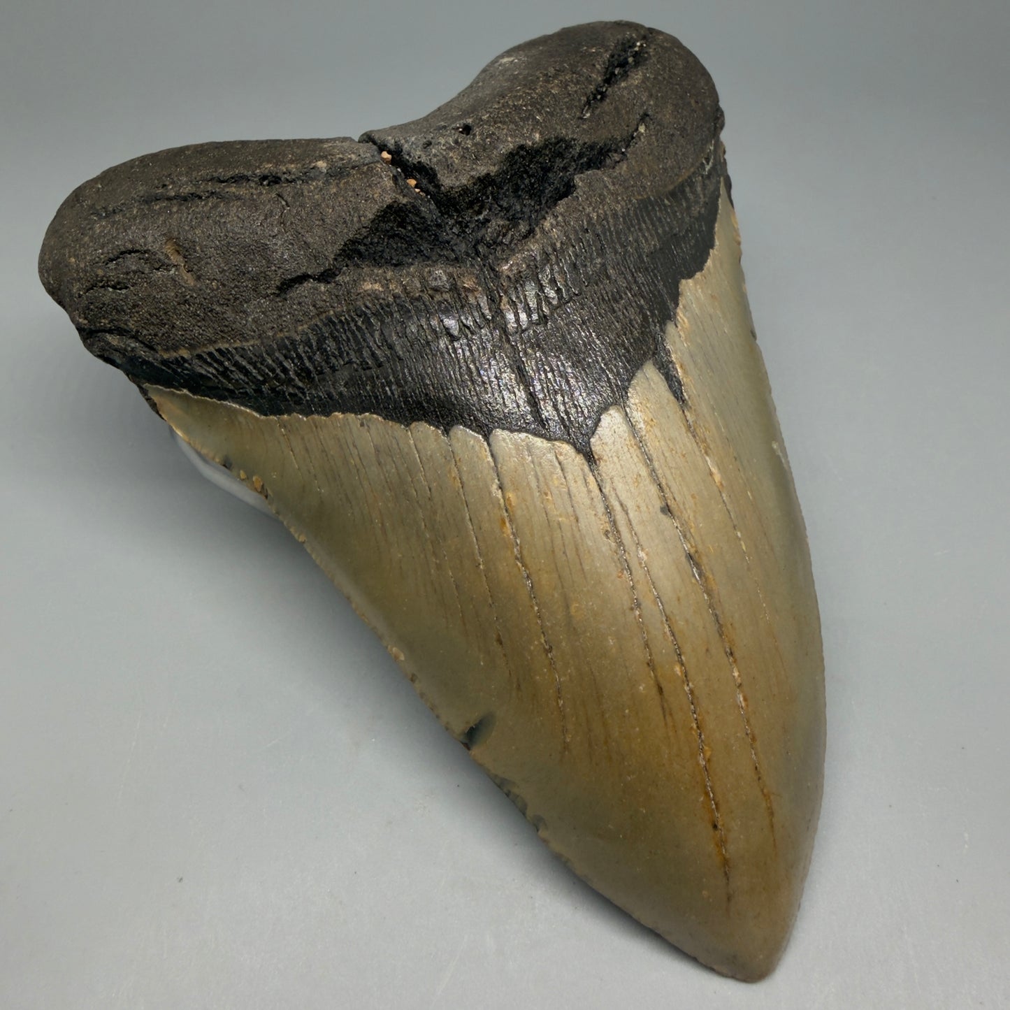 Front Left View Colorful 5.25" Authentic Megalodon Tooth – North Carolina Fossil | Carcharocles megalodon CM6319
