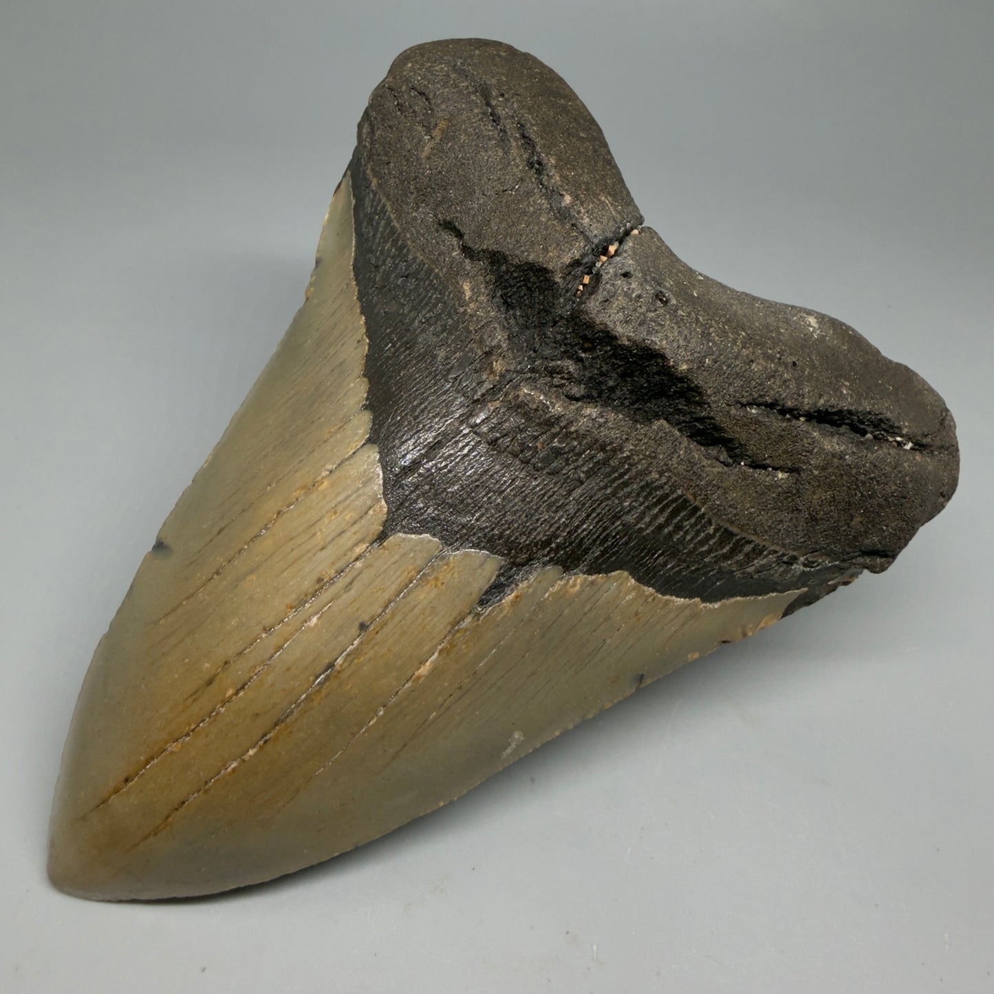 Front Right View Colorful 5.25" Authentic Megalodon Tooth – North Carolina Fossil | Carcharocles megalodon CM6319