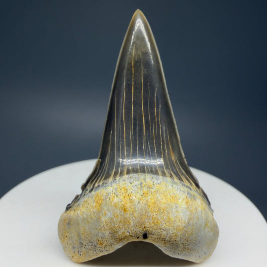 Front View Stunning, high quality 2.00" long Fossil Transitional Great White - Carcharodon hubbelli Tooth from Peru | Authentic Fossil for Sale GW1236 - 1