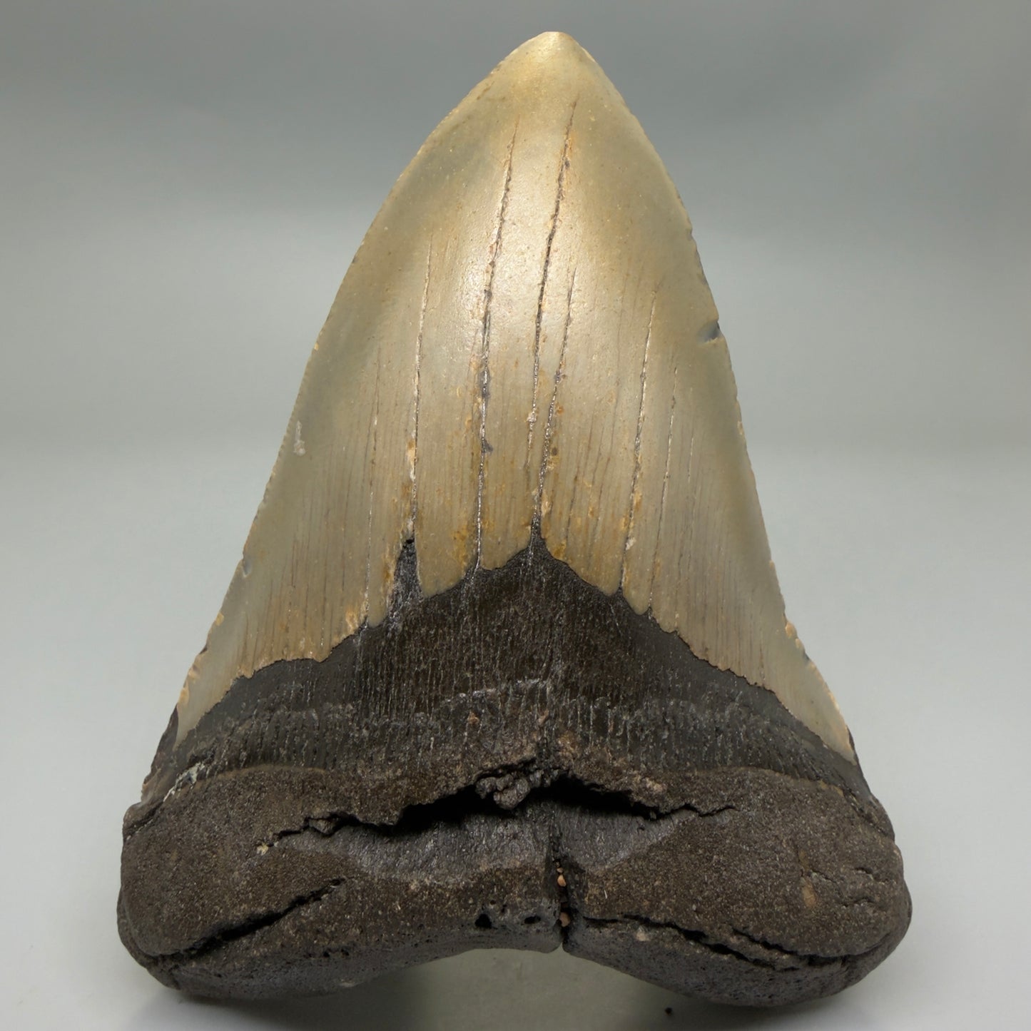 Front View Colorful 5.25" Authentic Megalodon Tooth – North Carolina Fossil | Carcharocles megalodon CM6319 - 1