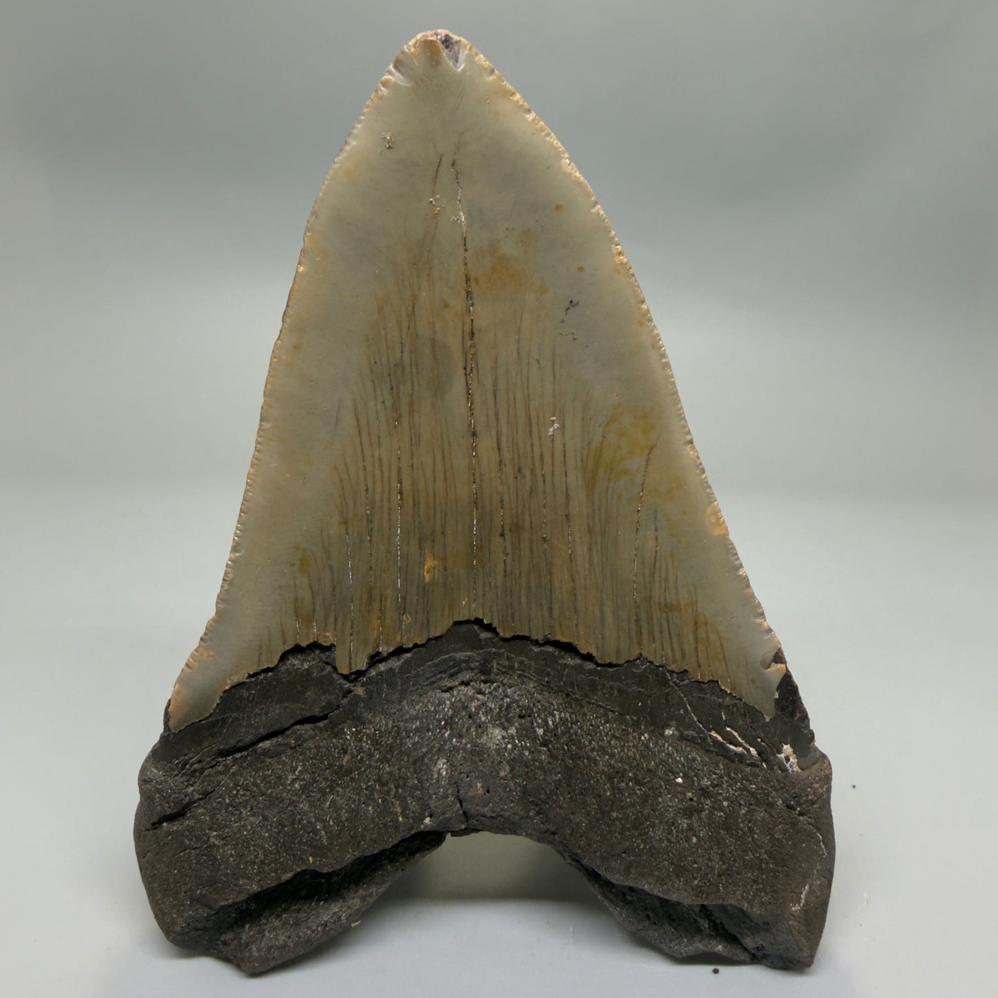 Back View Colorful 5.25" Authentic Megalodon Tooth – North Carolina Fossil | Carcharocles megalodon CM6319