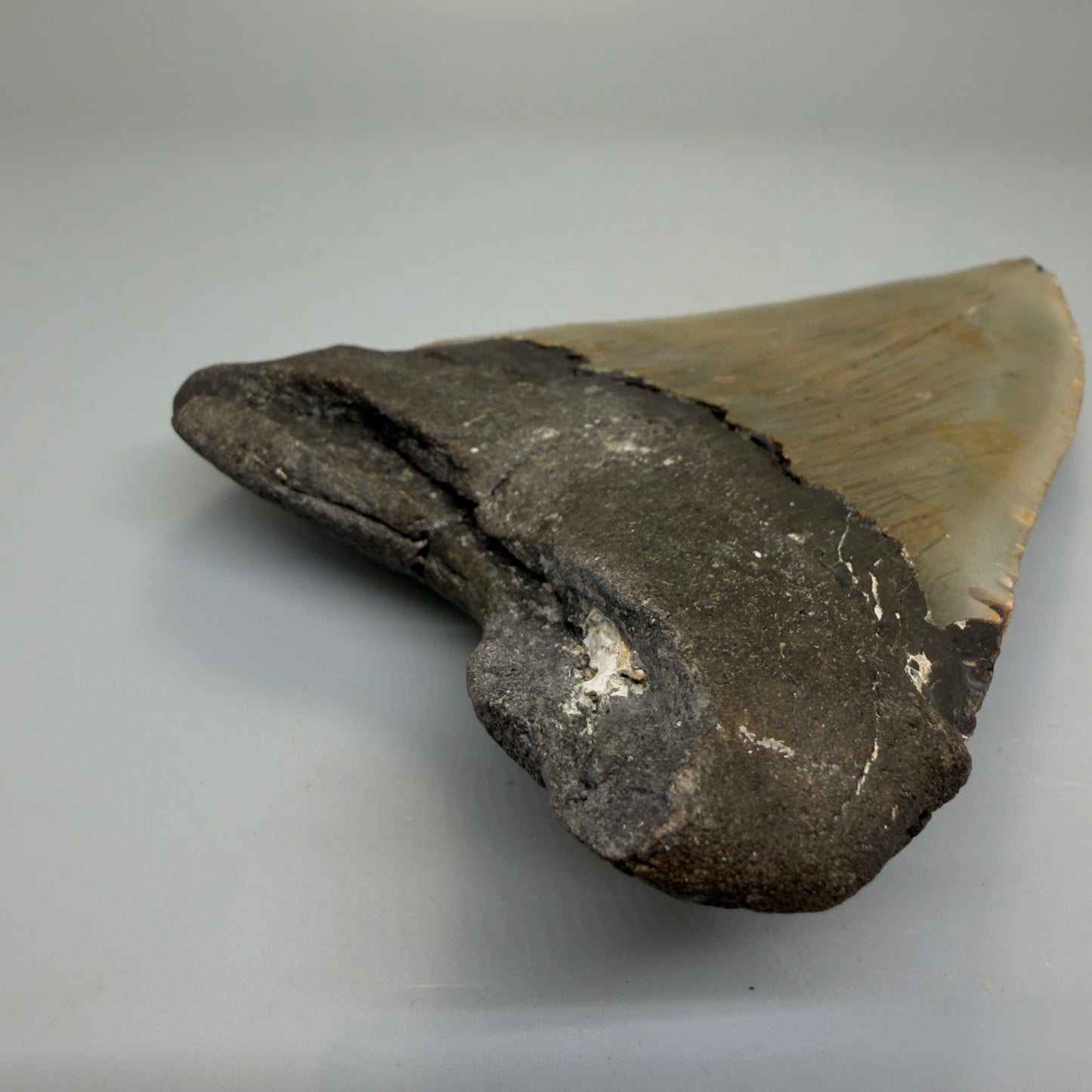 Diente de Megalodón Auténtico de 5.25" a todo Color – Fósil de Carolina del Norte | Carcharocles megalodon