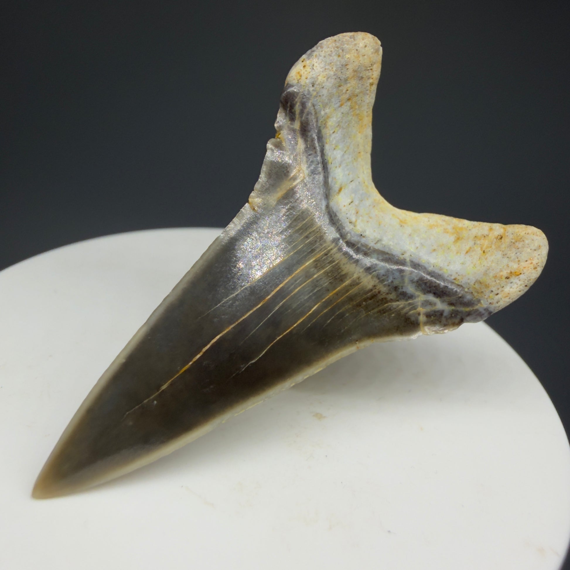 Back Right View Stunning, high quality 2.00" long Fossil Transitional Great White - Carcharodon hubbelli Tooth from Peru | Authentic Fossil for Sale GW1236