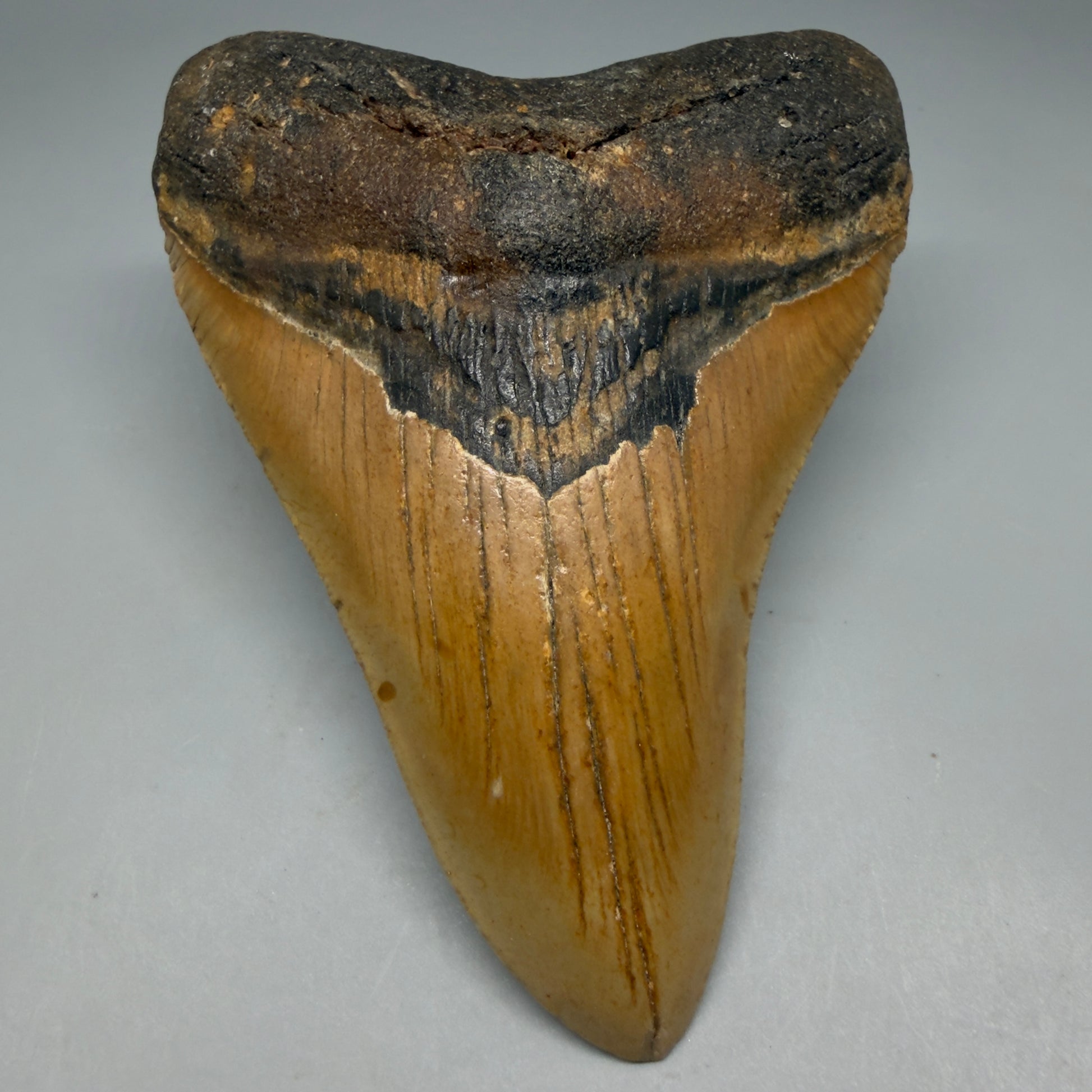 Front View Colorful 4.93" Authentic Megalodon Tooth – North Carolina Fossil | Carcharocles megalodon CM5318 - 1