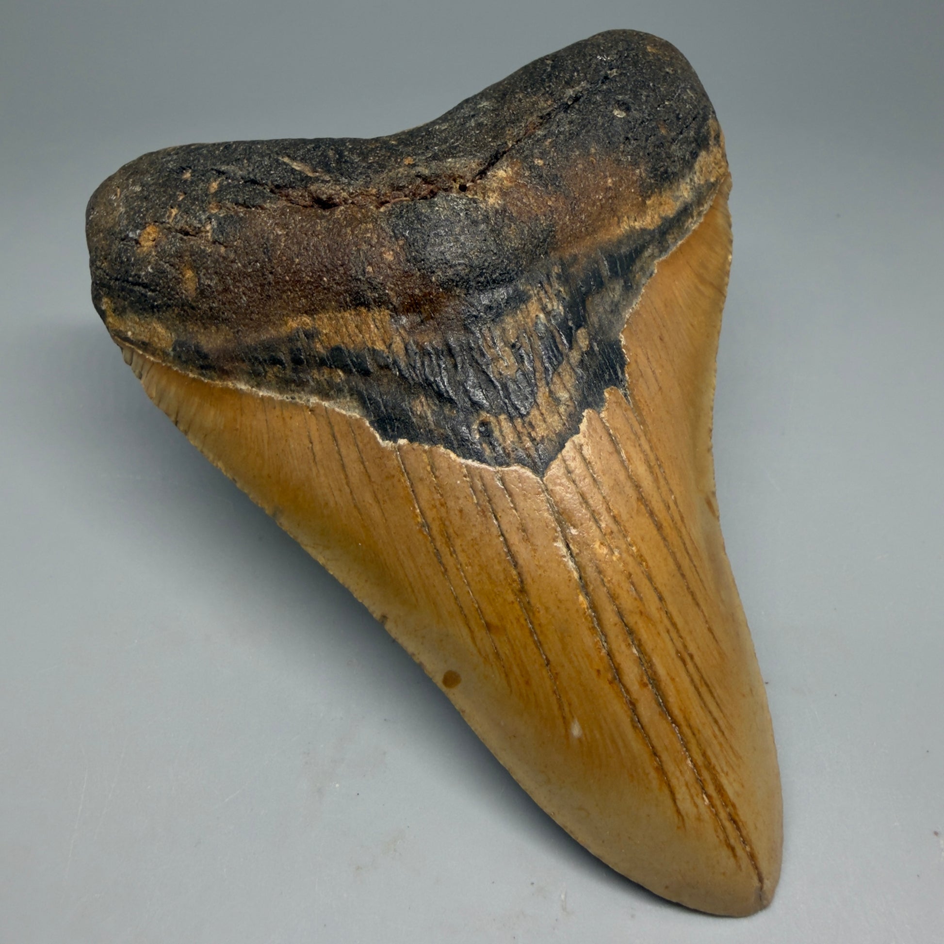Front Left View Colorful 4.93" Authentic Megalodon Tooth – North Carolina Fossil | Carcharocles megalodon CM5318