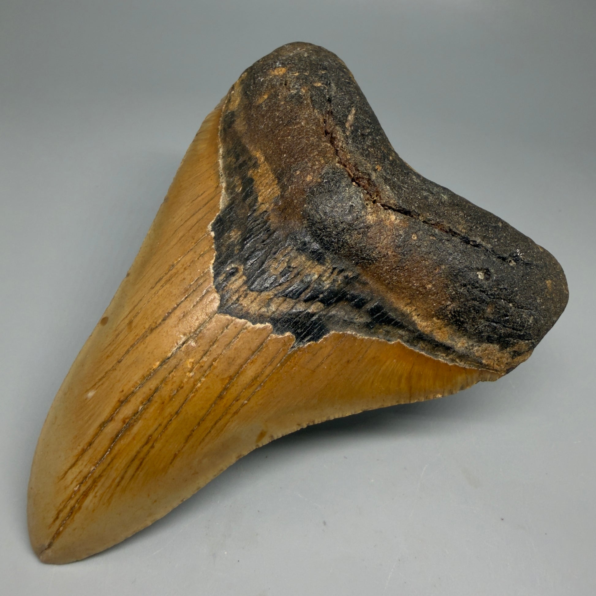 Front Right View Colorful 4.93" Authentic Megalodon Tooth – North Carolina Fossil | Carcharocles megalodon CM5318