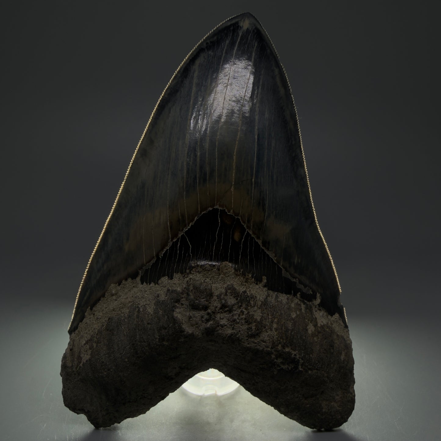 Front View Authentic, Great Quality 5.50″ Colorful Megalodon Tooth – West Java Indonesia CM5433 - 1