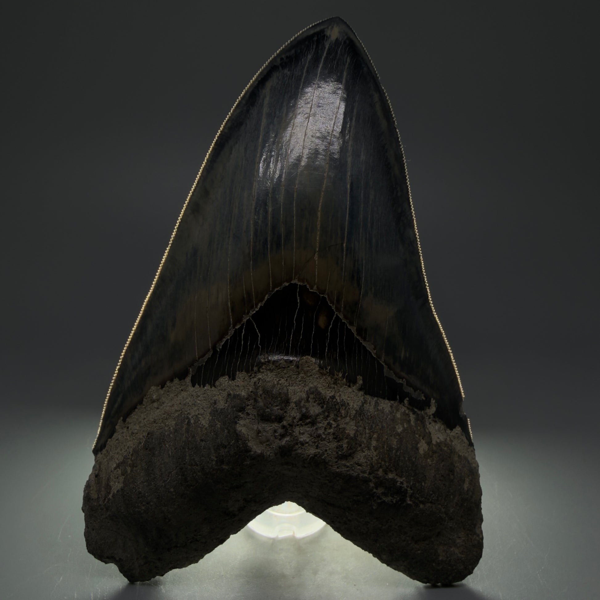 Front View Authentic, Great Quality 5.50″ Colorful Megalodon Tooth – West Java Indonesia CM5433 - 1