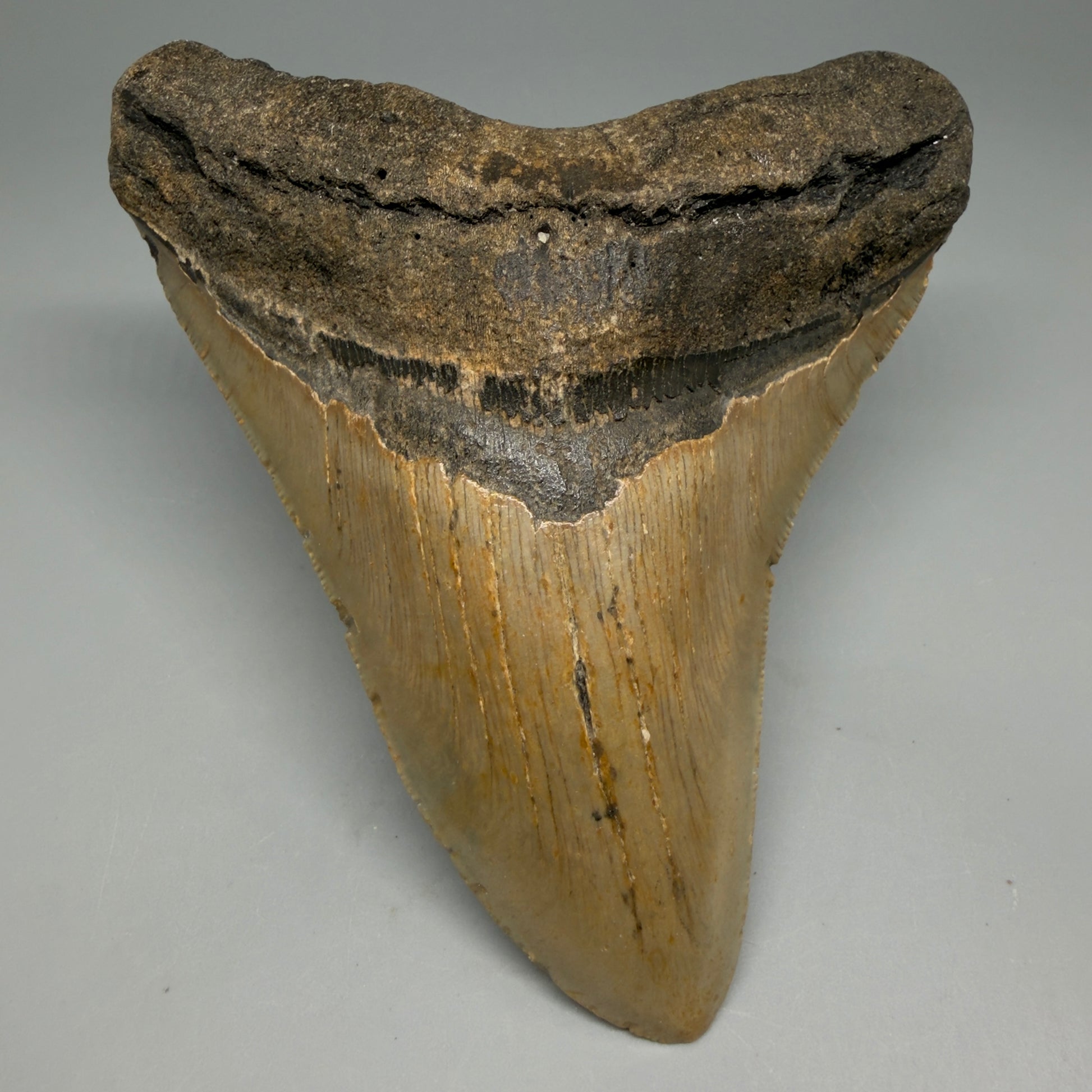 Front View Colorful 4.92" Authentic Megalodon Tooth – North Carolina Fossil | Carcharocles megalodon CM6317 - 2