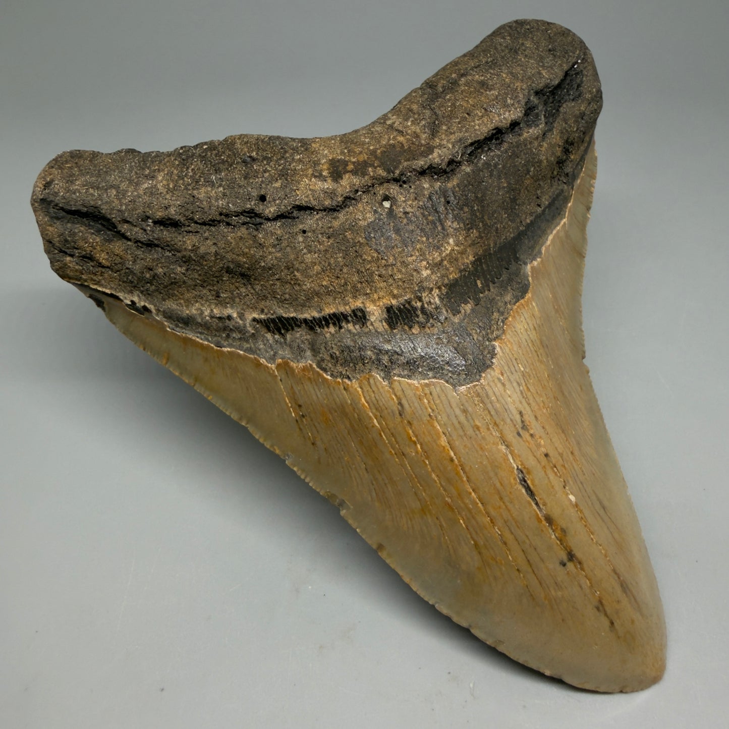 Front Left View Colorful 4.92" Authentic Megalodon Tooth – North Carolina Fossil | Carcharocles megalodon CM6317