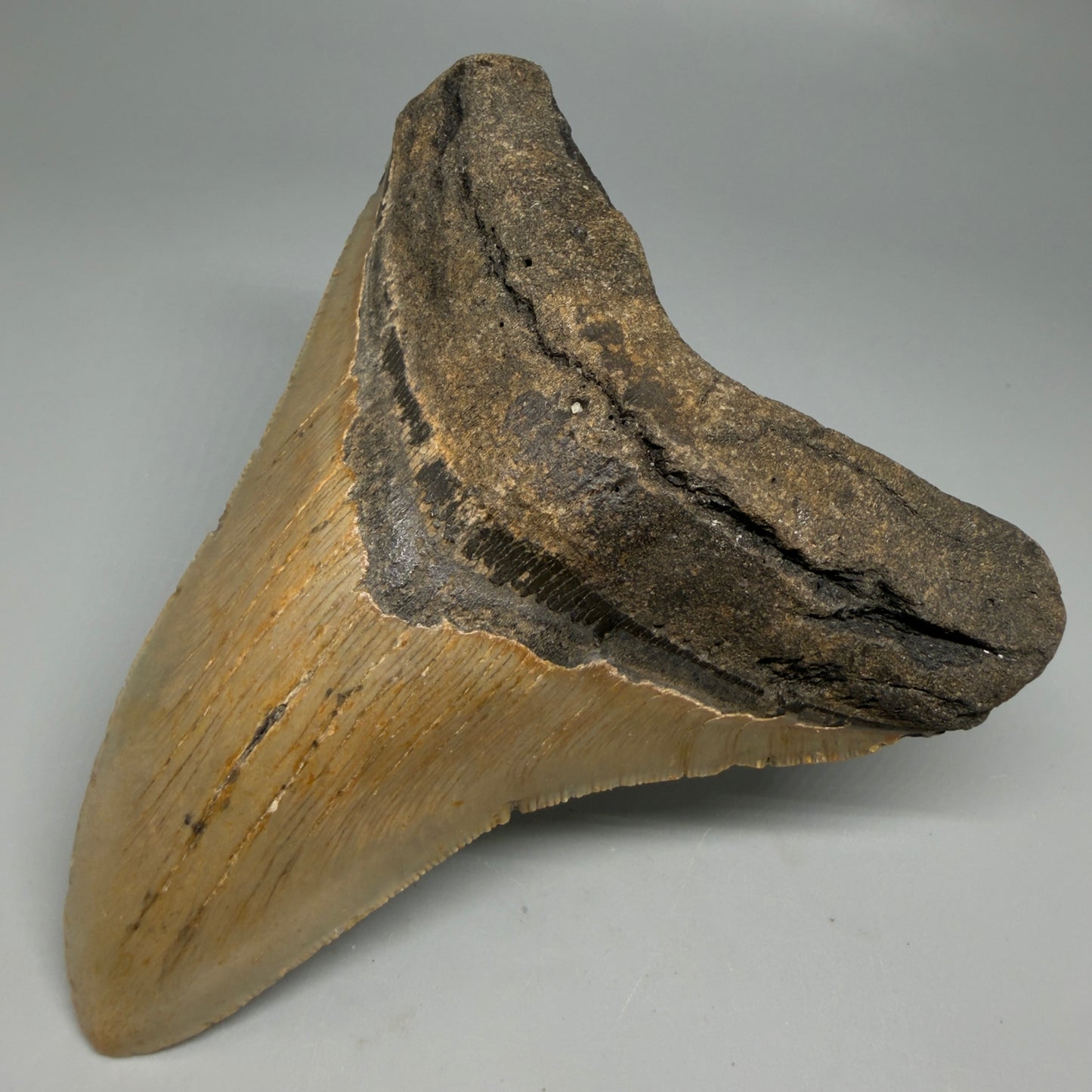 Front Right View Colorful 4.92" Authentic Megalodon Tooth – North Carolina Fossil | Carcharocles megalodon CM6317