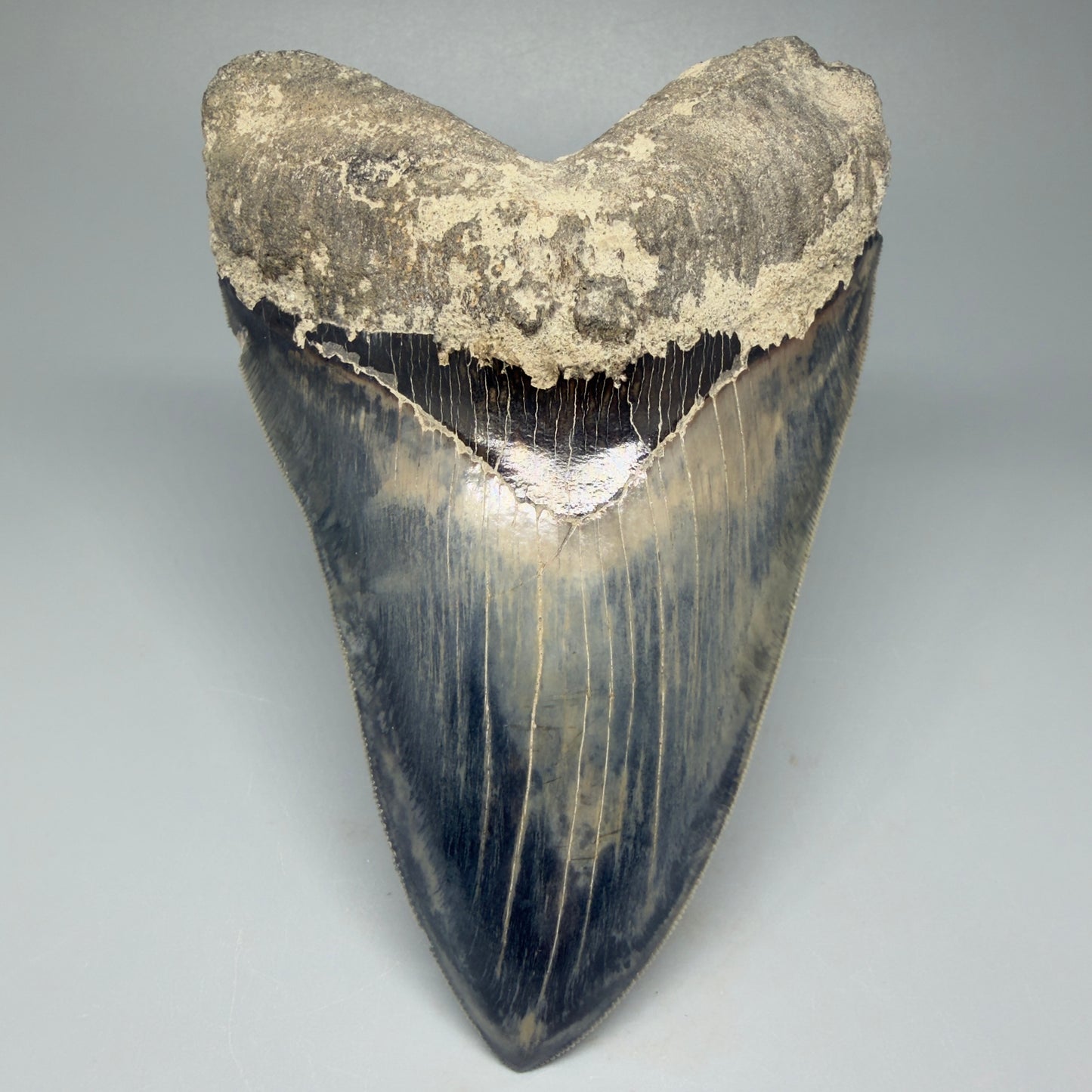 Front View Authentic, Great Quality 5.50″ Colorful Megalodon Tooth – West Java Indonesia CM5433 - 2