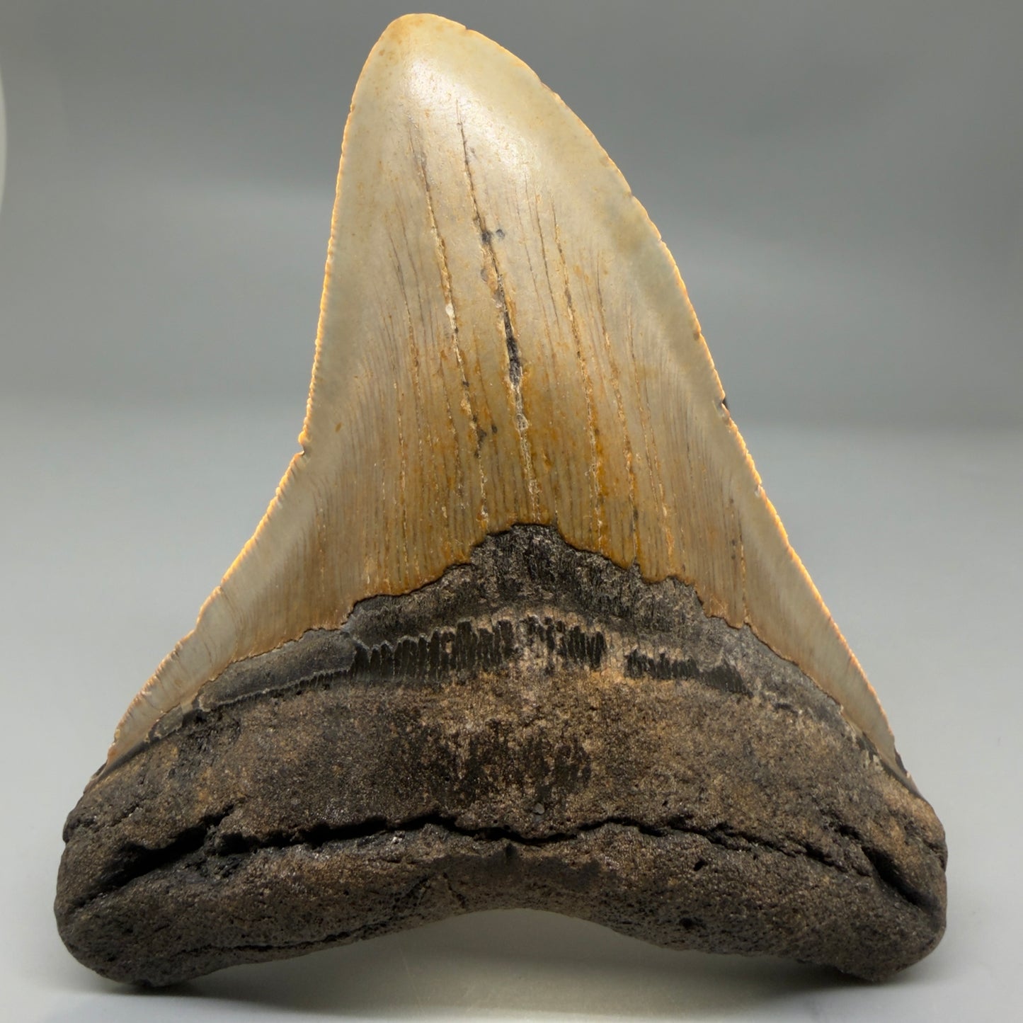 Front View Colorful 4.92" Authentic Megalodon Tooth – North Carolina Fossil | Carcharocles megalodon CM6317 - 3