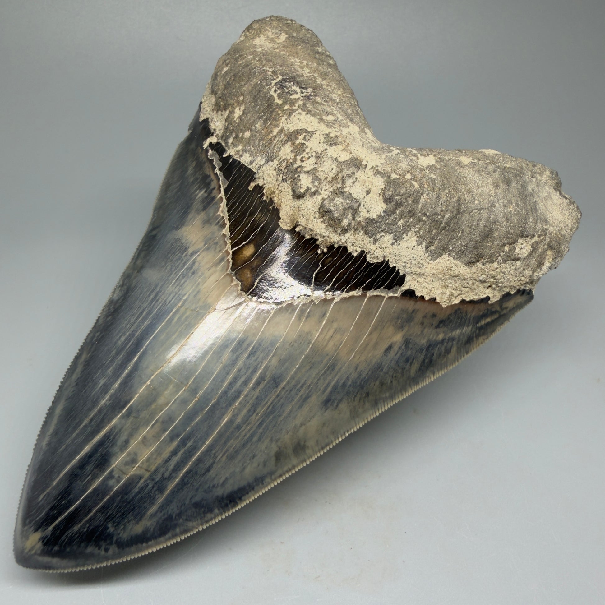 Front Right View Authentic, Great Quality 5.50″ Colorful Megalodon Tooth – West Java Indonesia CM5433 