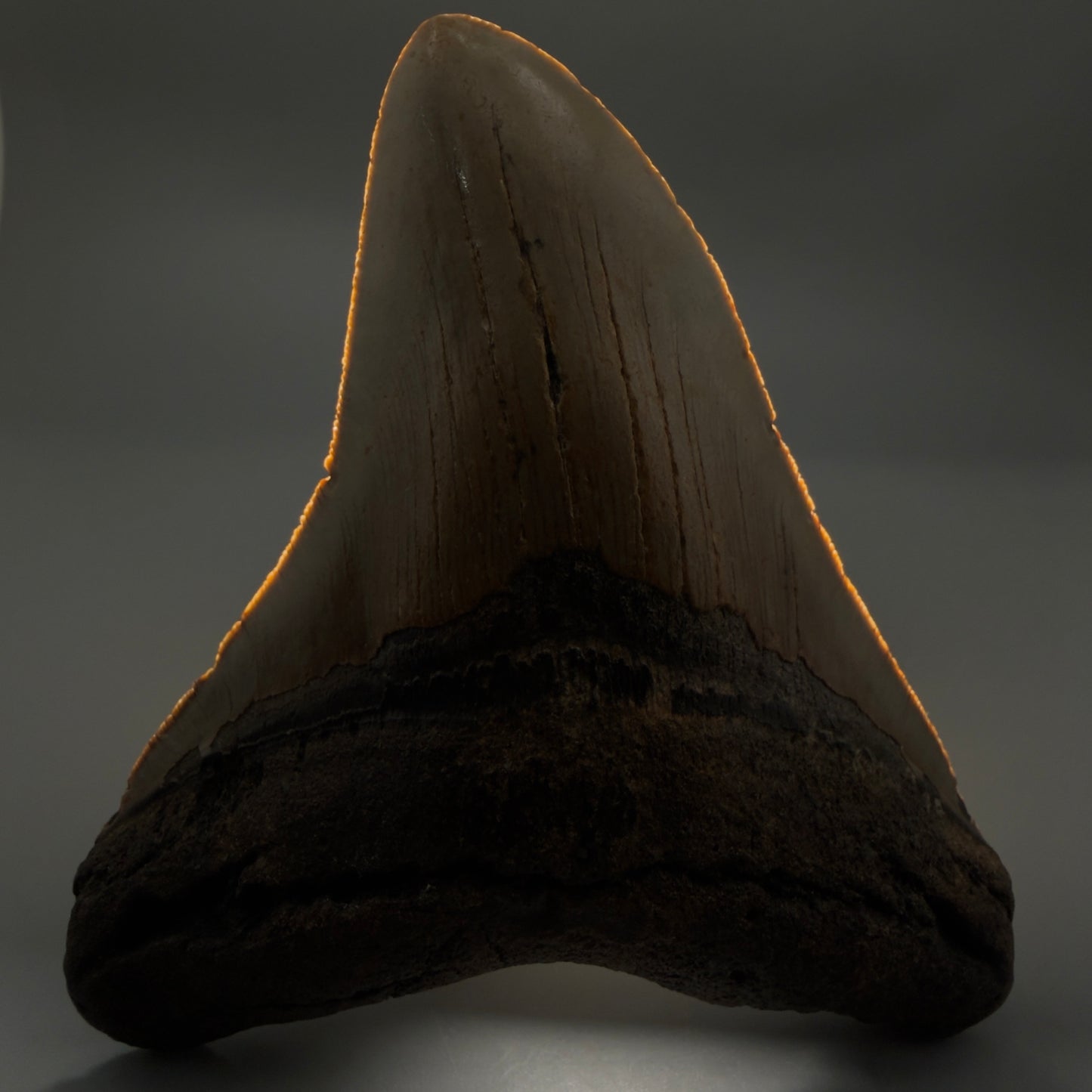 Front View Colorful 4.92" Authentic Megalodon Tooth – North Carolina Fossil | Carcharocles megalodon CM6317 - 1