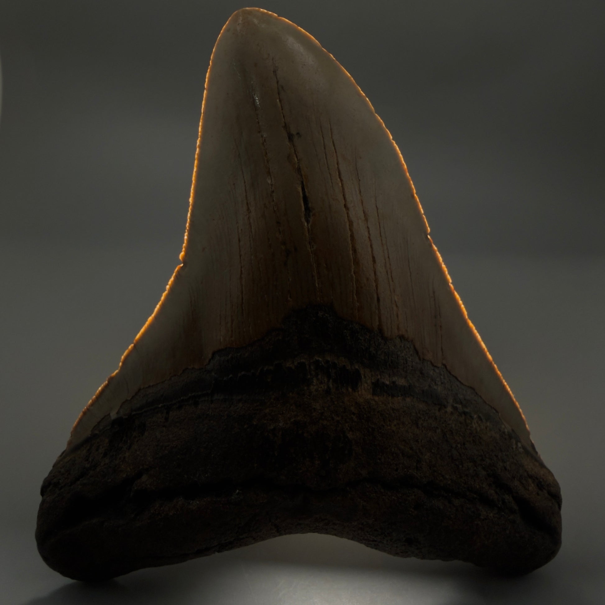 Front View Colorful 4.92" Authentic Megalodon Tooth – North Carolina Fossil | Carcharocles megalodon CM6317 - 1