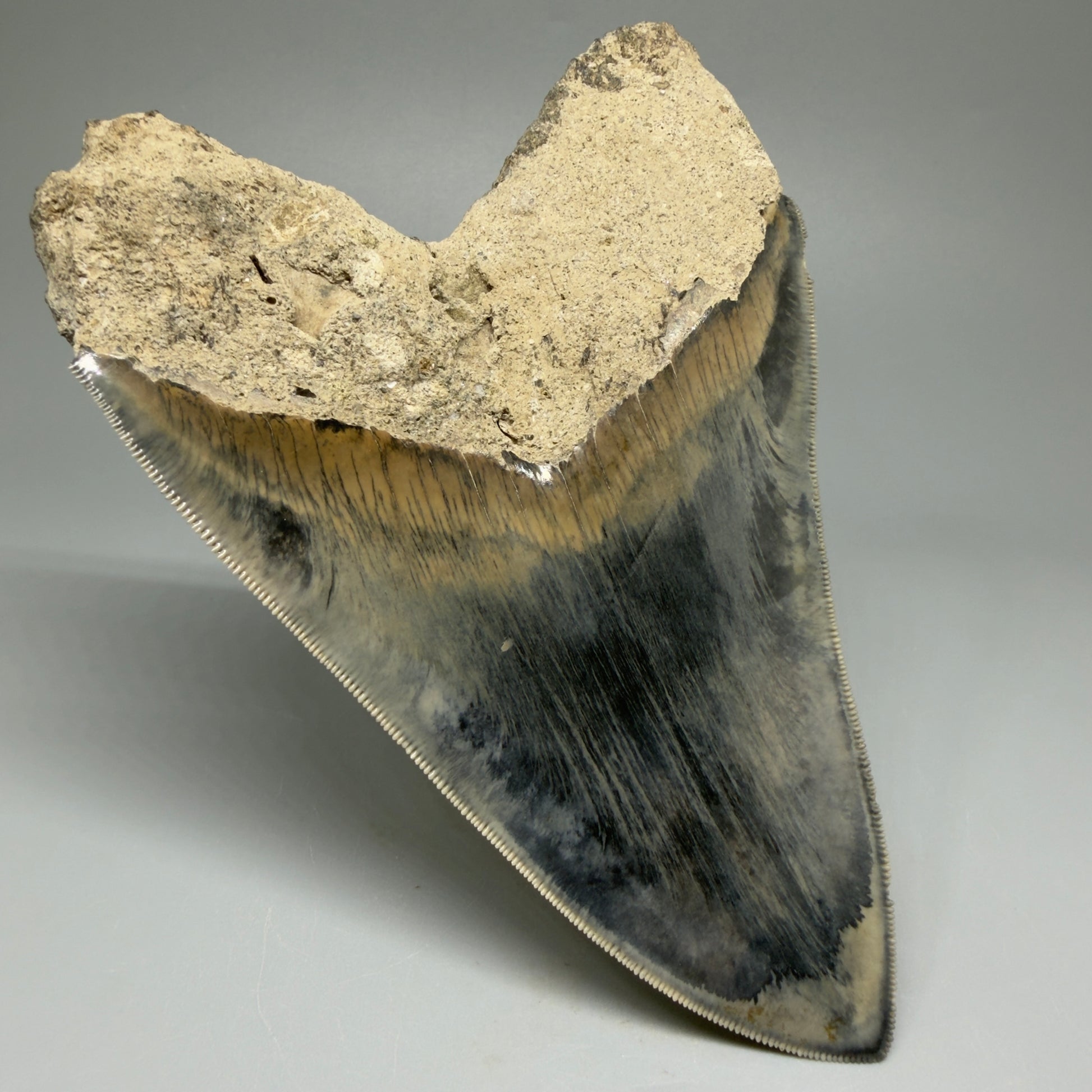 Back Left View Authentic, Great Quality 5.50″ Colorful Megalodon Tooth – West Java Indonesia CM5433 