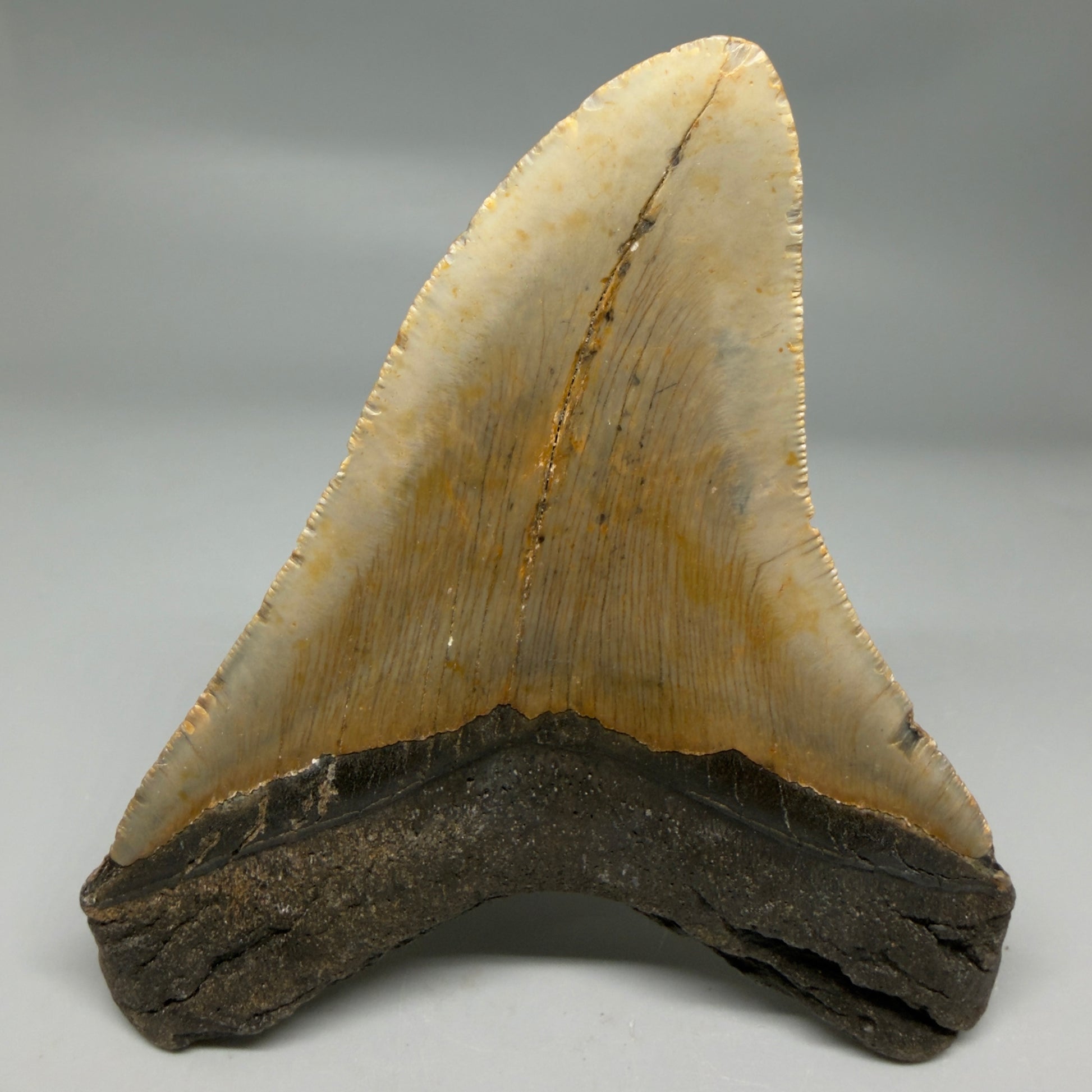 Back View Colorful 4.92" Authentic Megalodon Tooth – North Carolina Fossil | Carcharocles megalodon CM6317