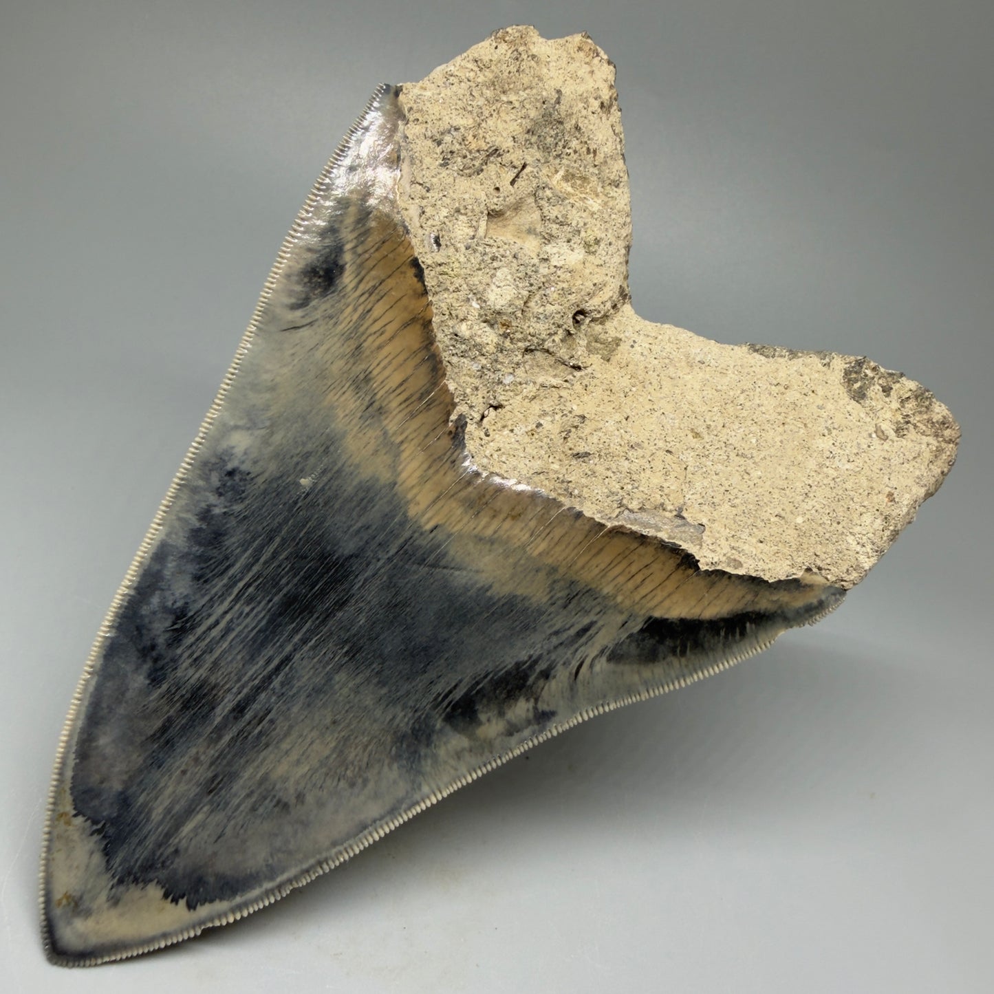 Back Right  View Authentic, Great Quality 5.50″ Colorful Megalodon Tooth – West Java Indonesia CM5433 