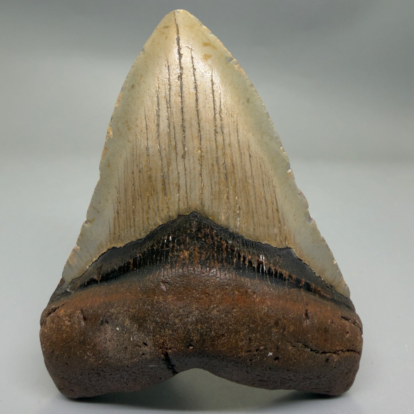 Front View Colorful 4.53" Authentic Megalodon Tooth – North Carolina Fossil | Carcharocles megalodon CM6315 - 1
